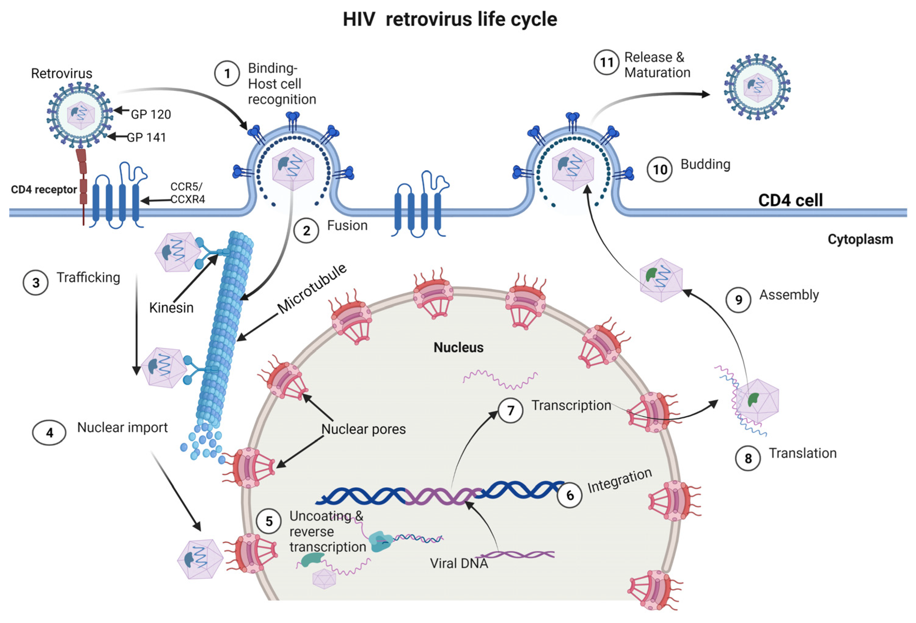 How Stealthy HIV Evades Drugs and Immunity