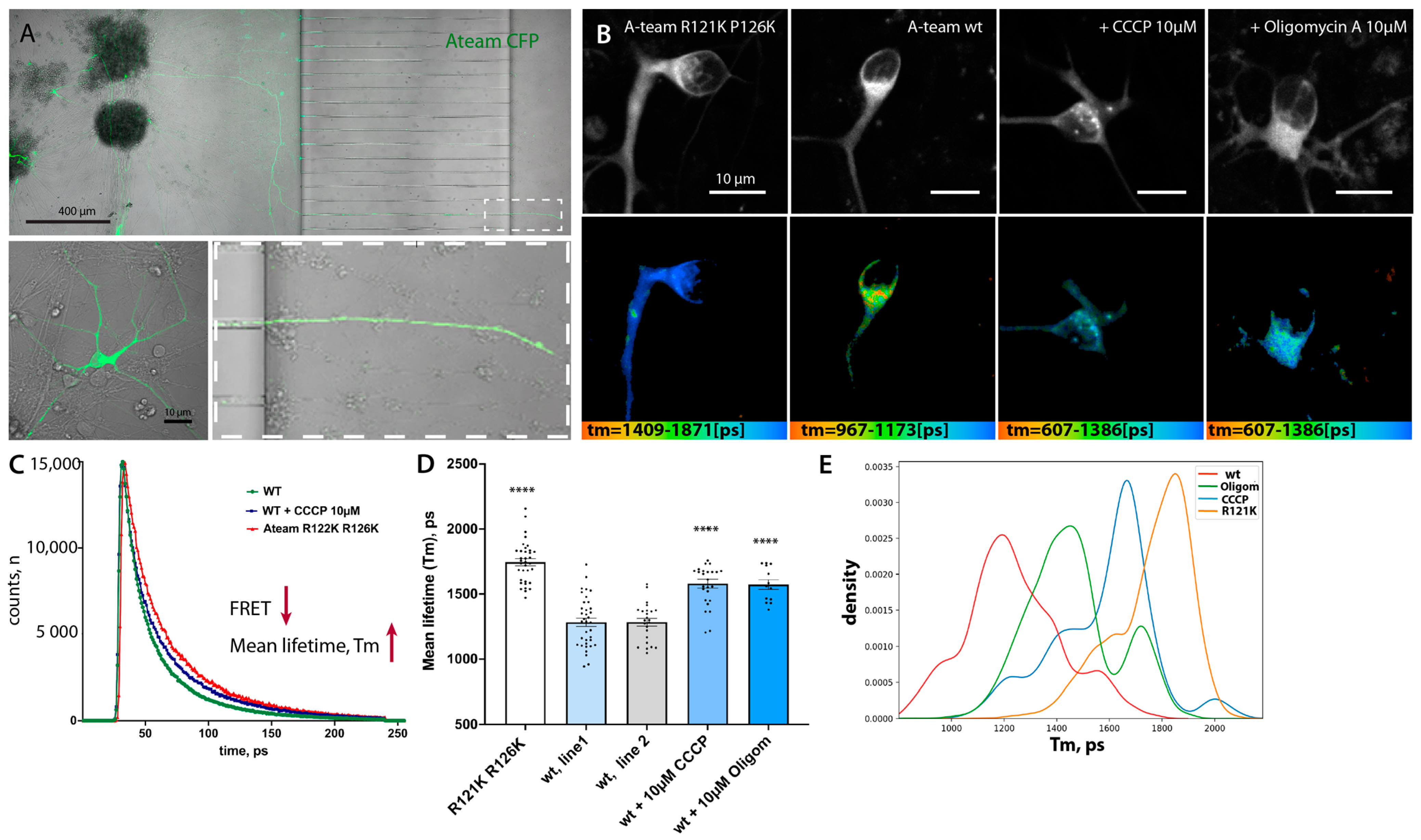 Cells 12 01352 g004 Cells 12 01352 g004