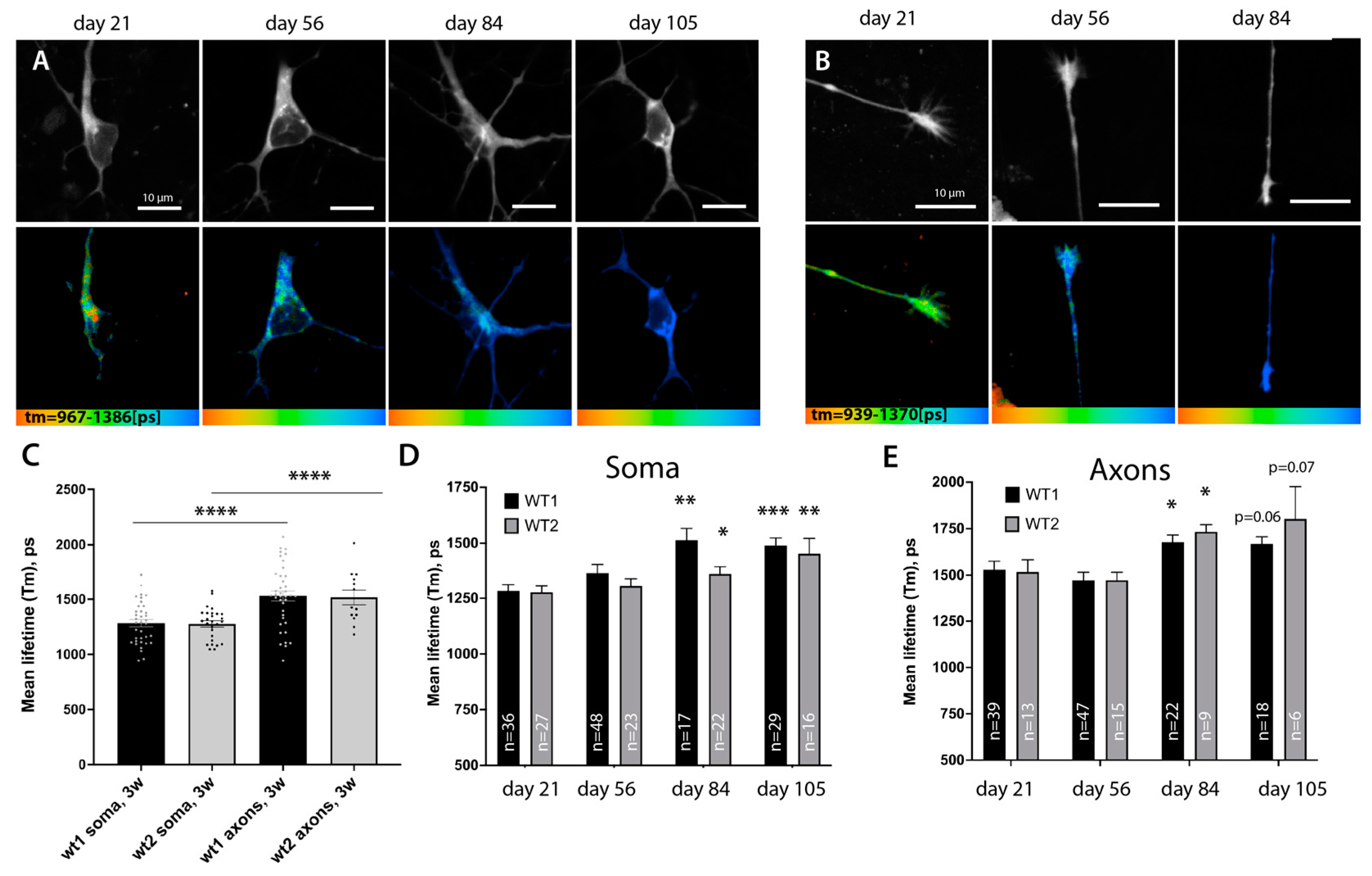 Cells 12 01352 g005 Cells 12 01352 g005