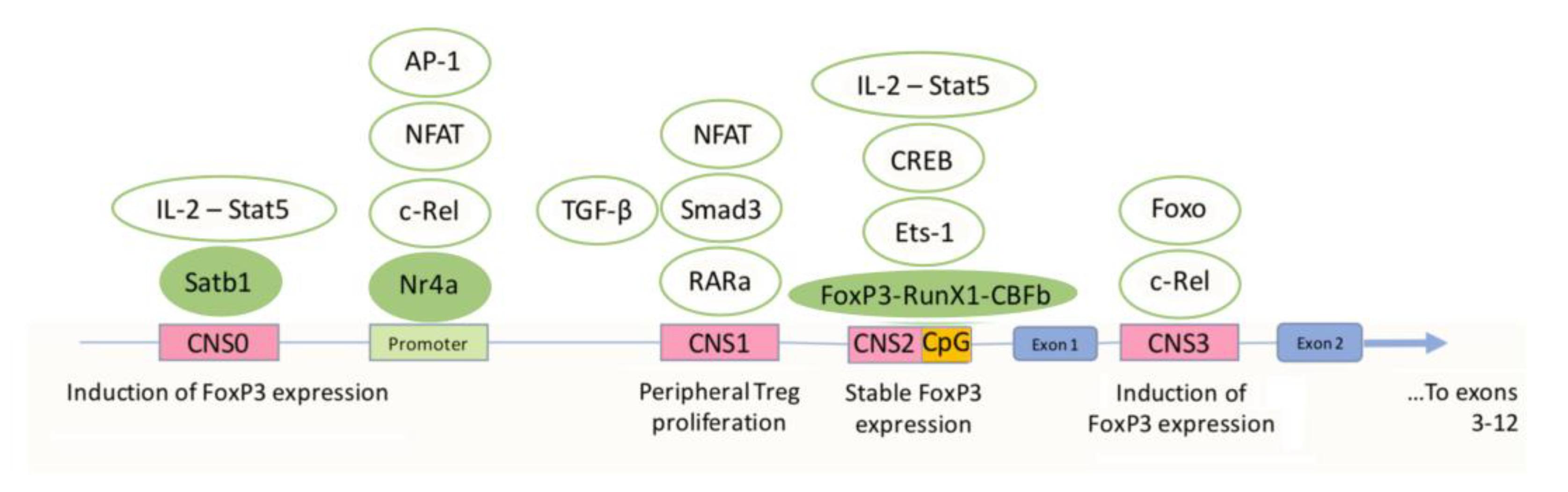Cells 12 01359 g002 Cells 12 01359 g002
