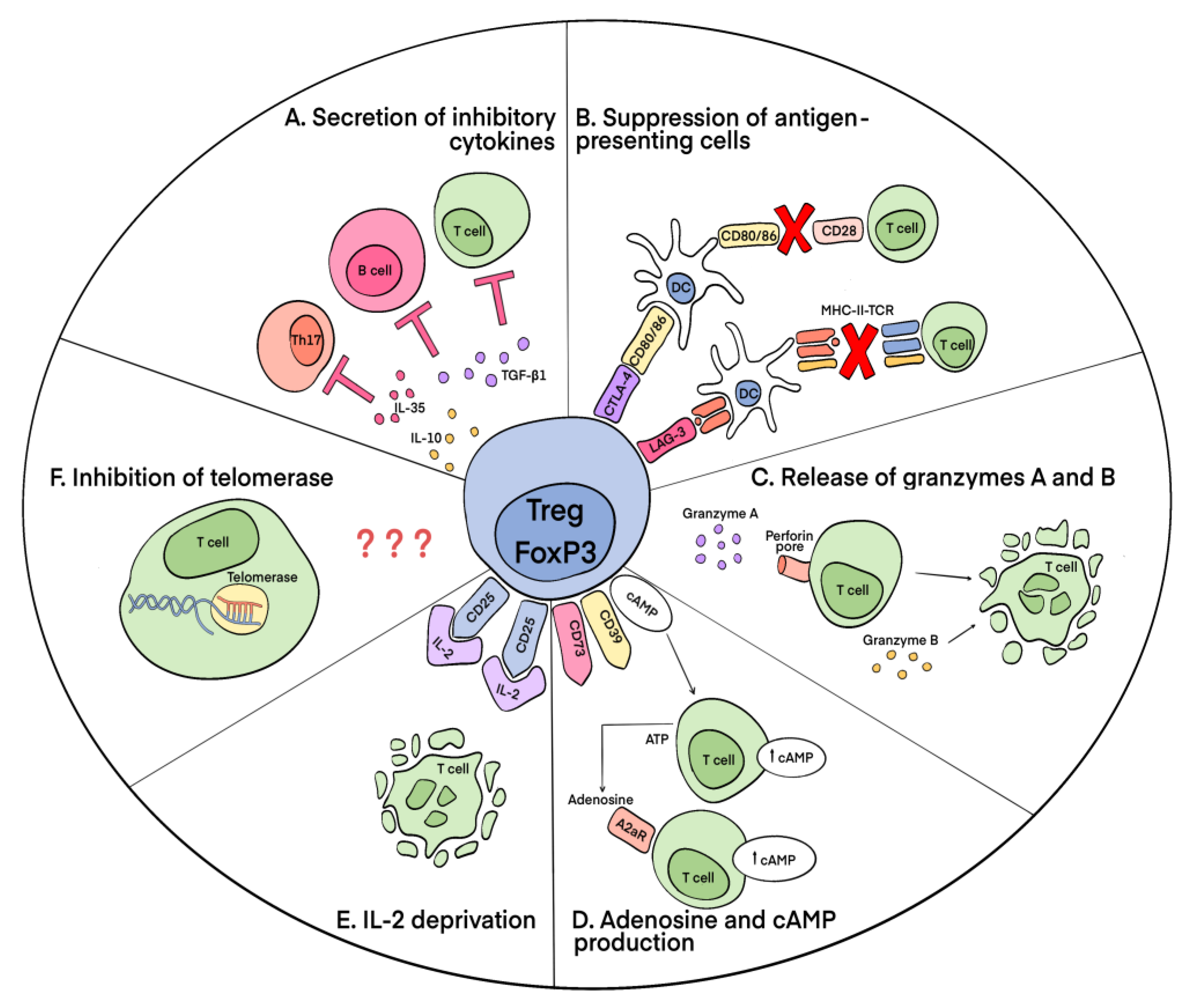 Cells 12 01359 g003 Cells 12 01359 g003