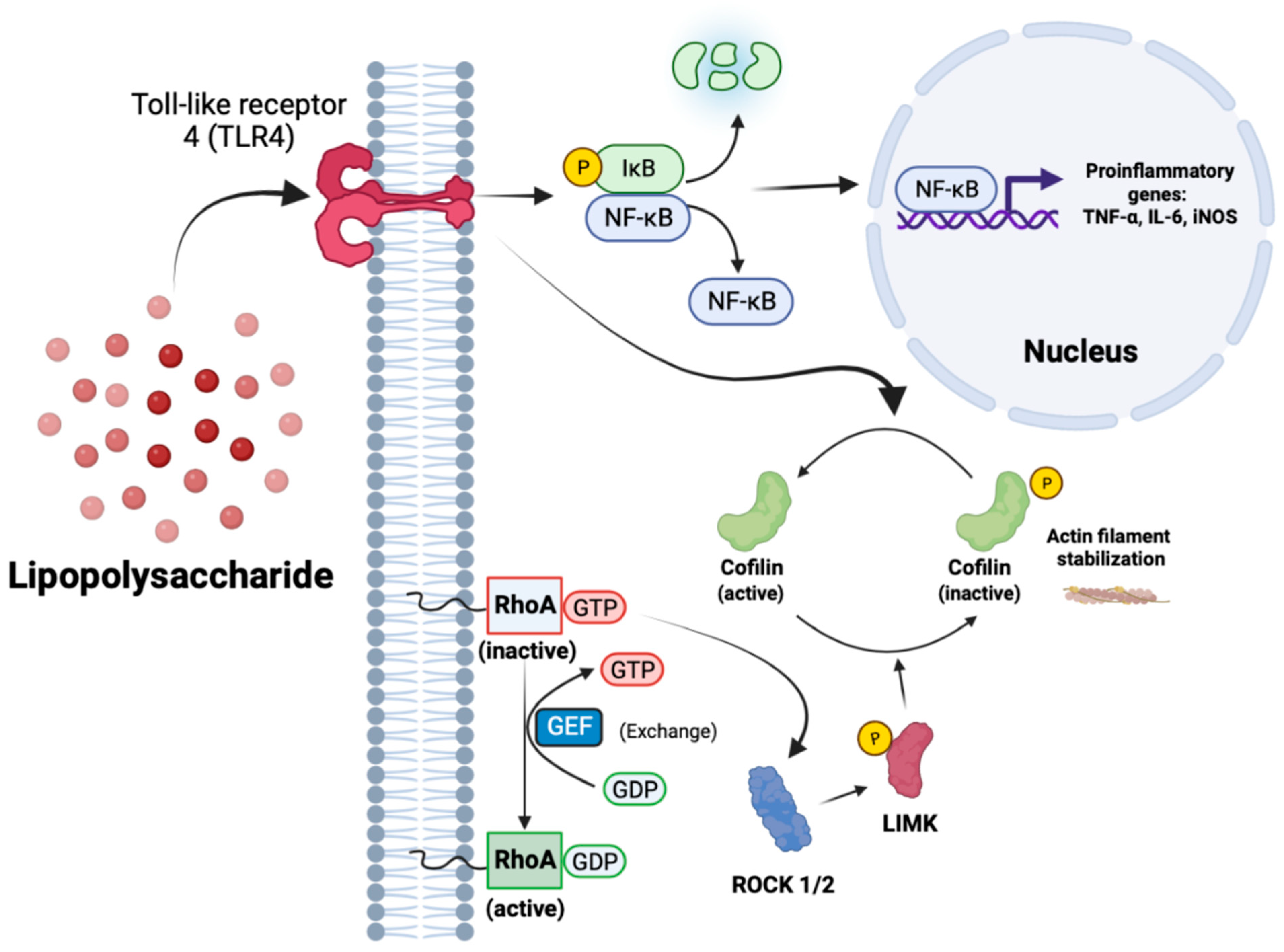 Cells 12 01367 g002 Cells 12 01367 g002