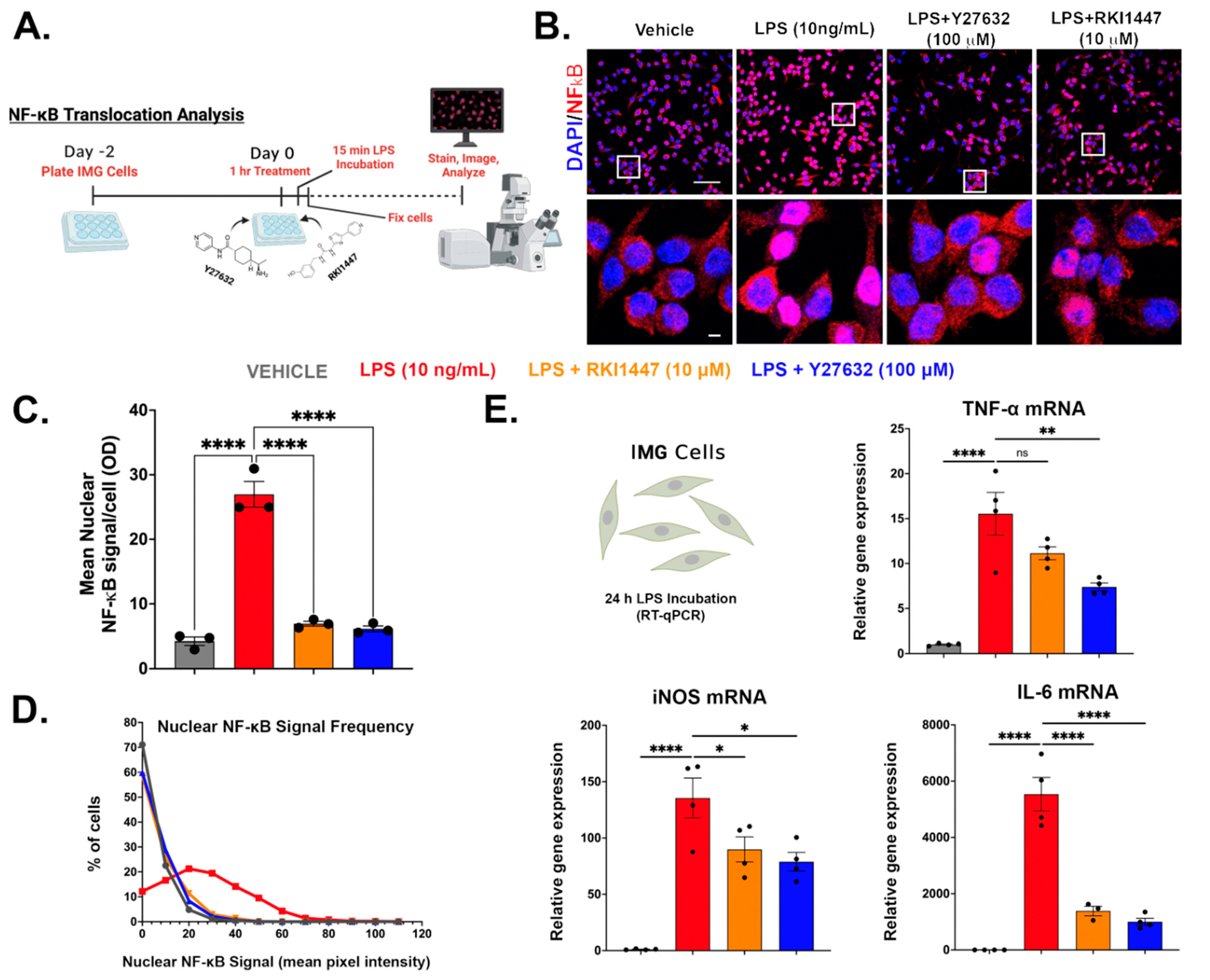Cells 12 01367 g007 Cells 12 01367 g007