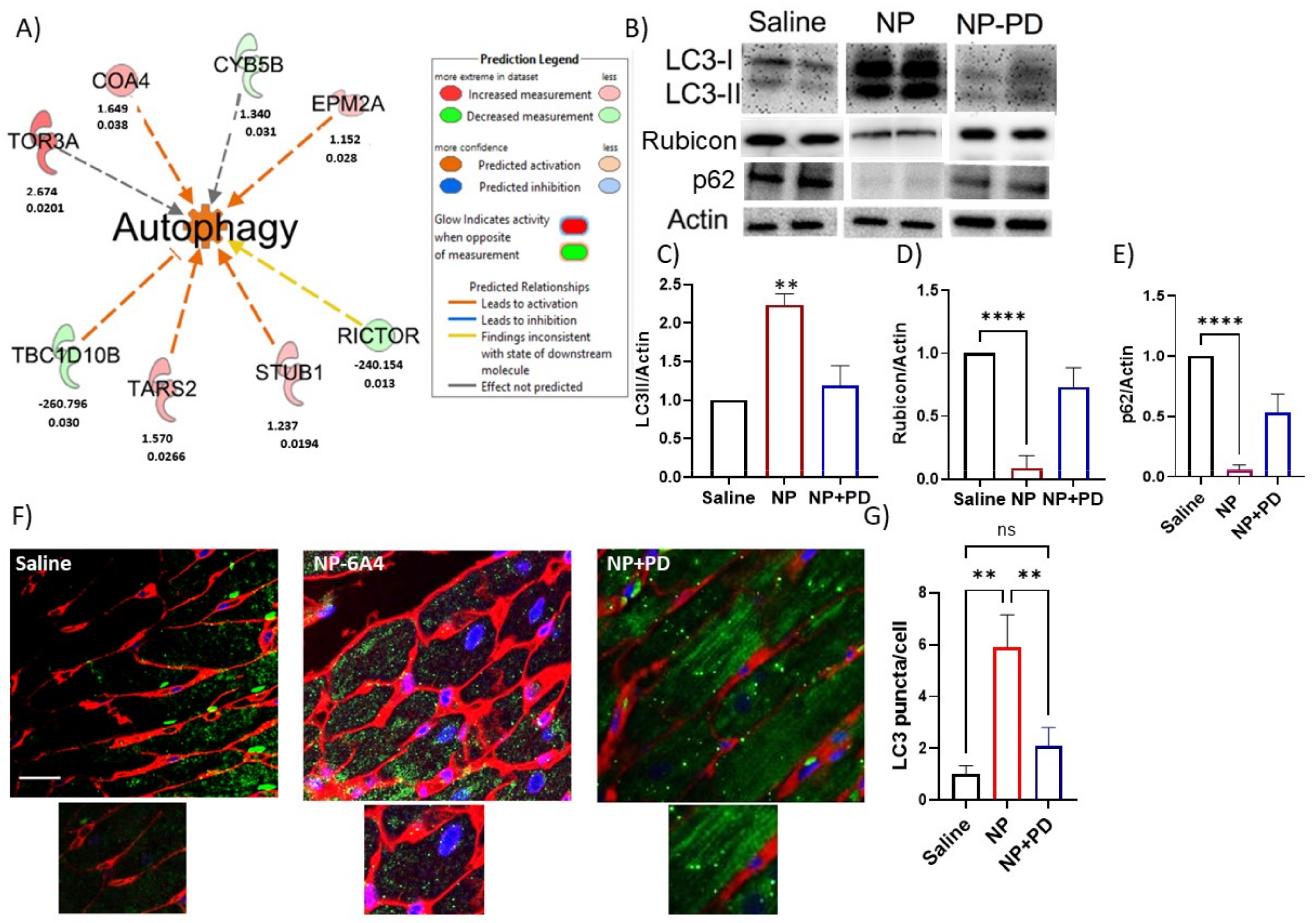 Cells 12 01373 g005 Cells 12 01373 g005