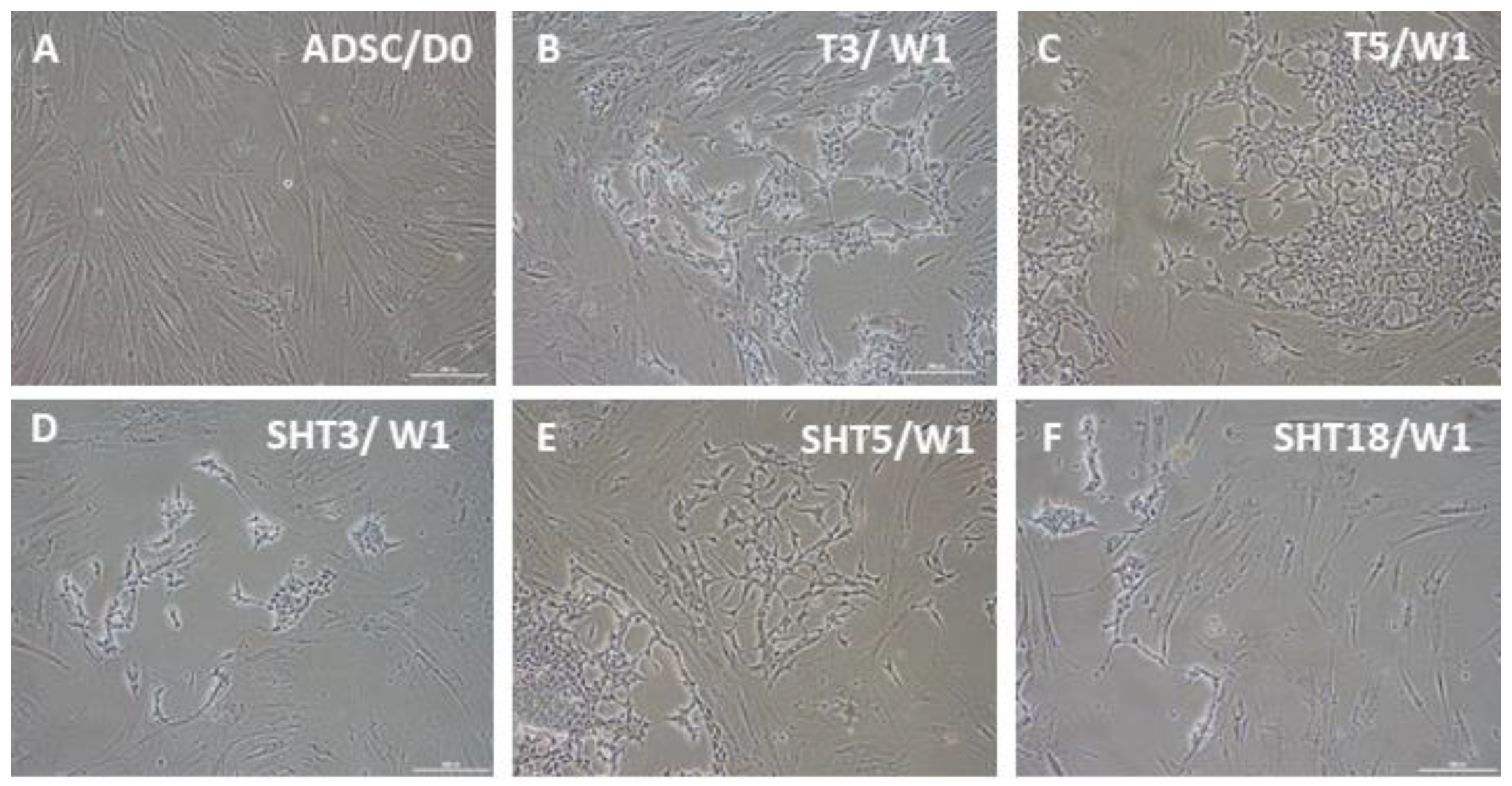 Cells 12 01381 g002 Cells 12 01381 g002