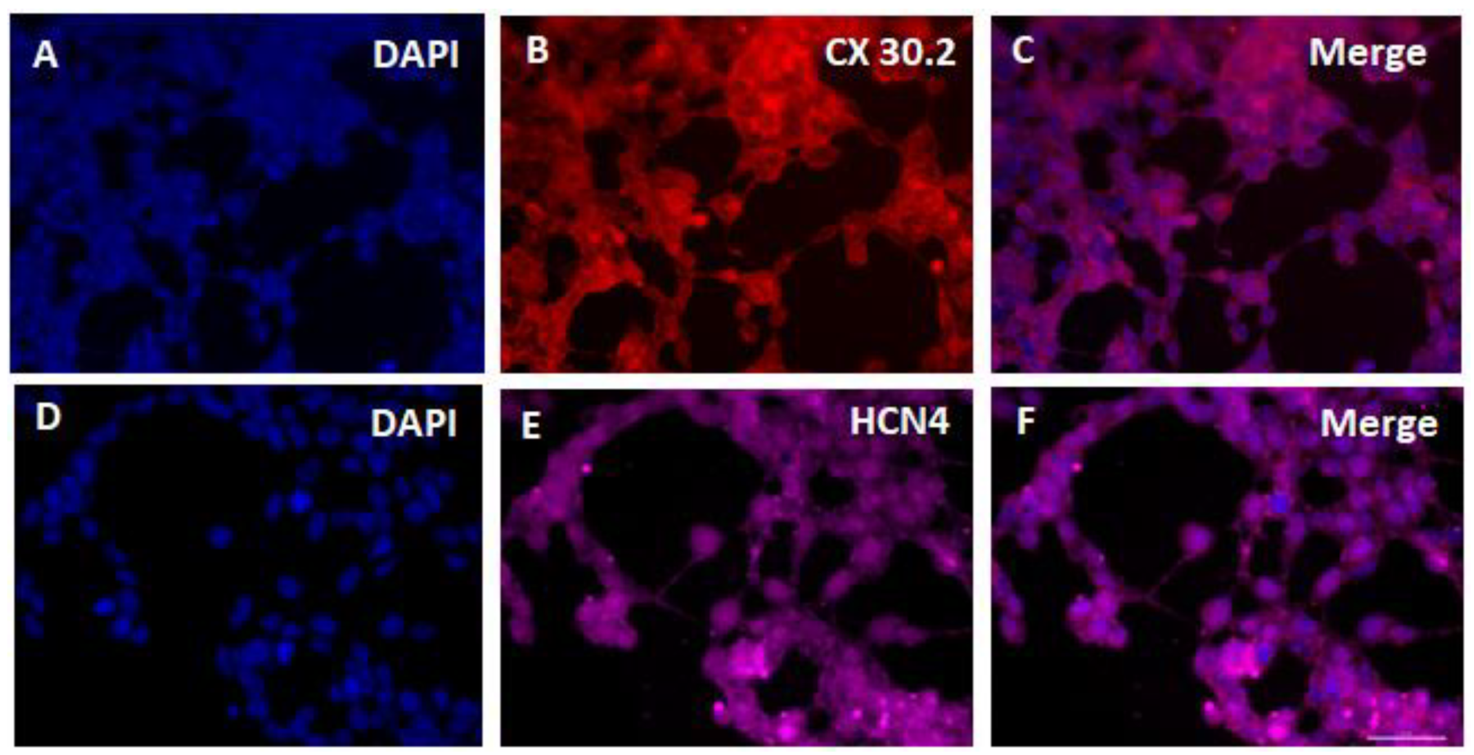 Cells 12 01381 g004 Cells 12 01381 g004