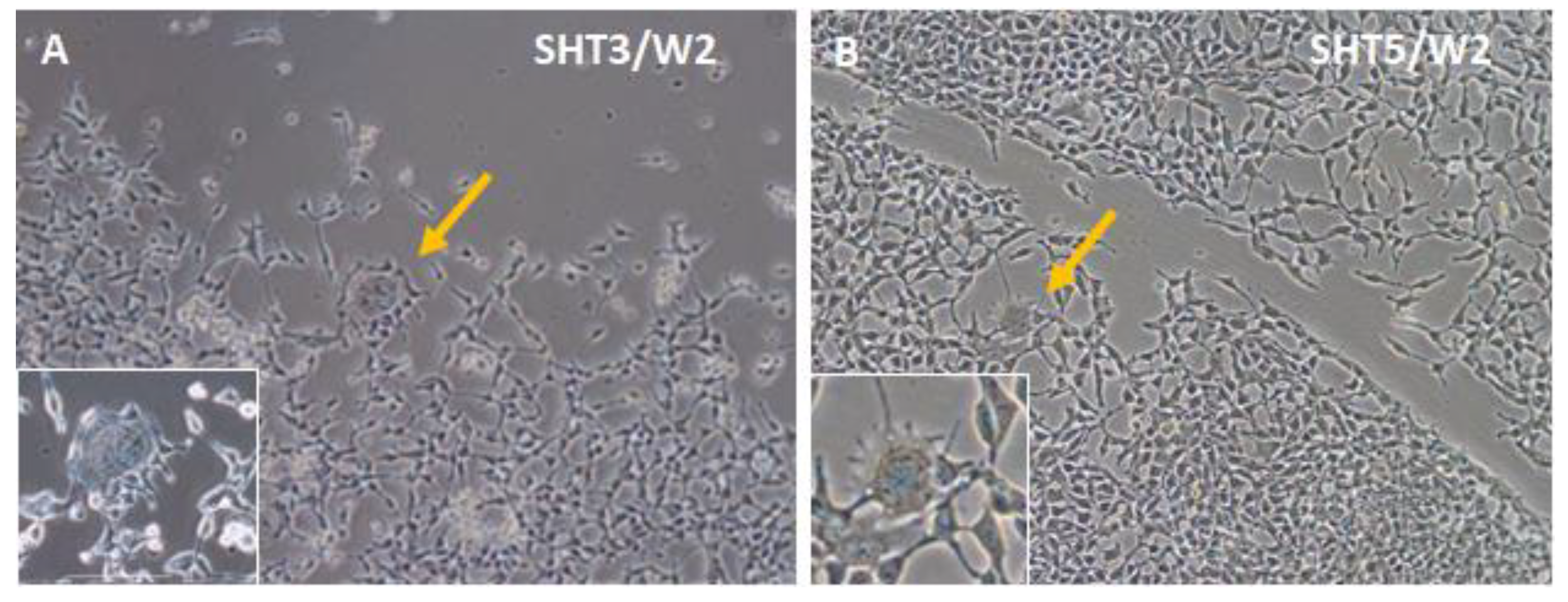 Cells 12 01381 g005 Cells 12 01381 g005