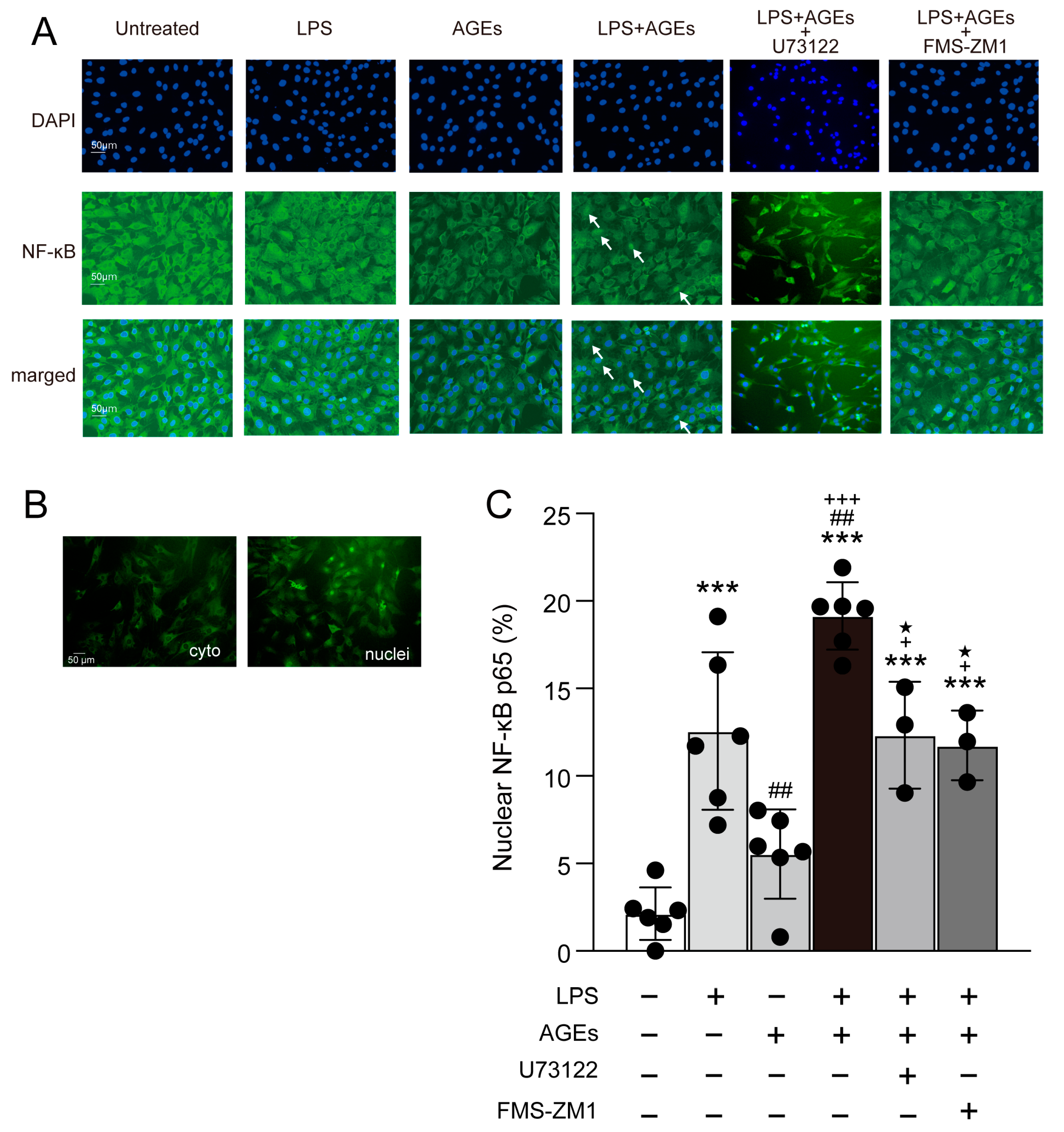 Cells 12 01383 g003 Cells 12 01383 g003
