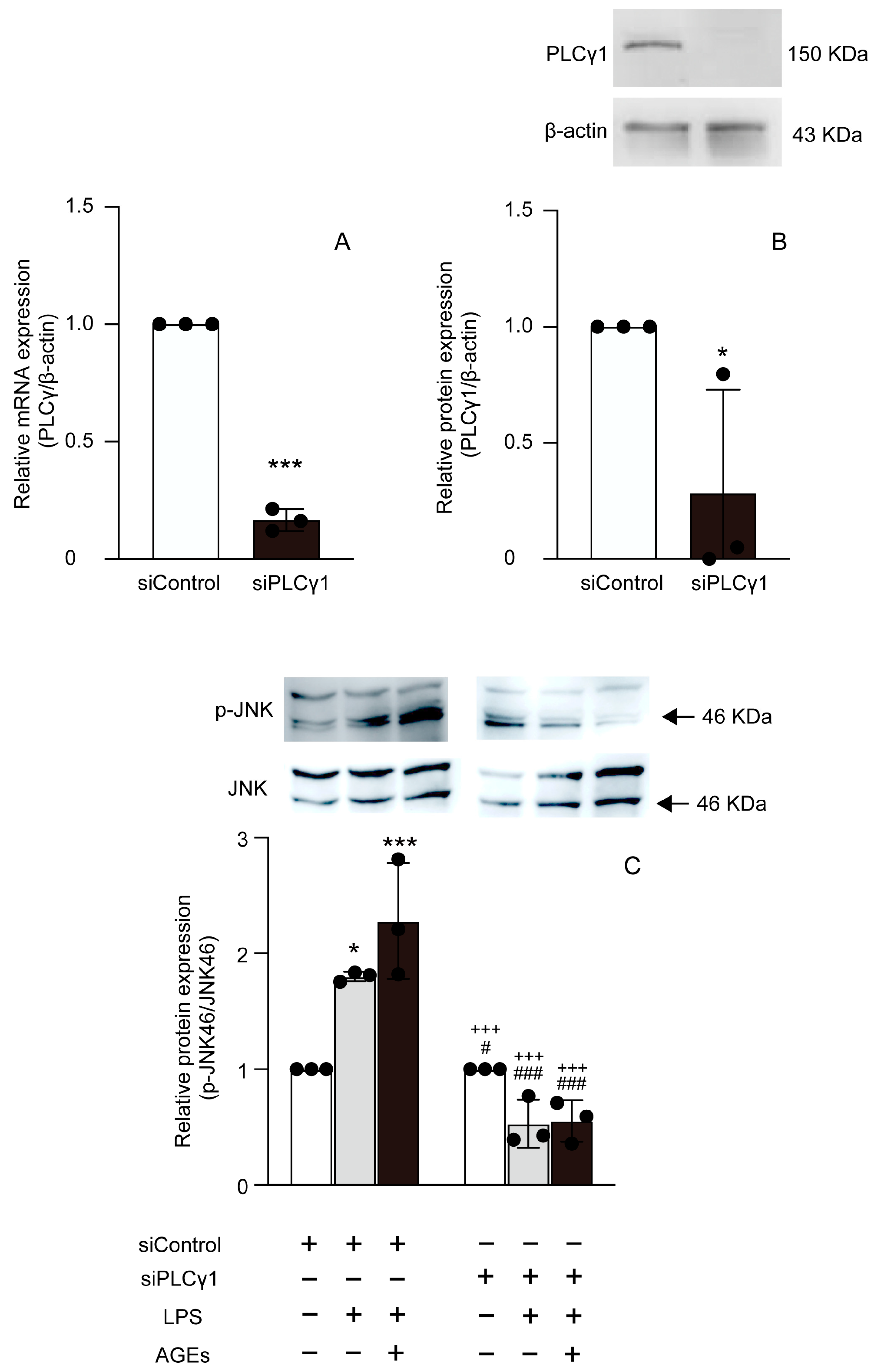 Cells 12 01383 g005 Cells 12 01383 g005