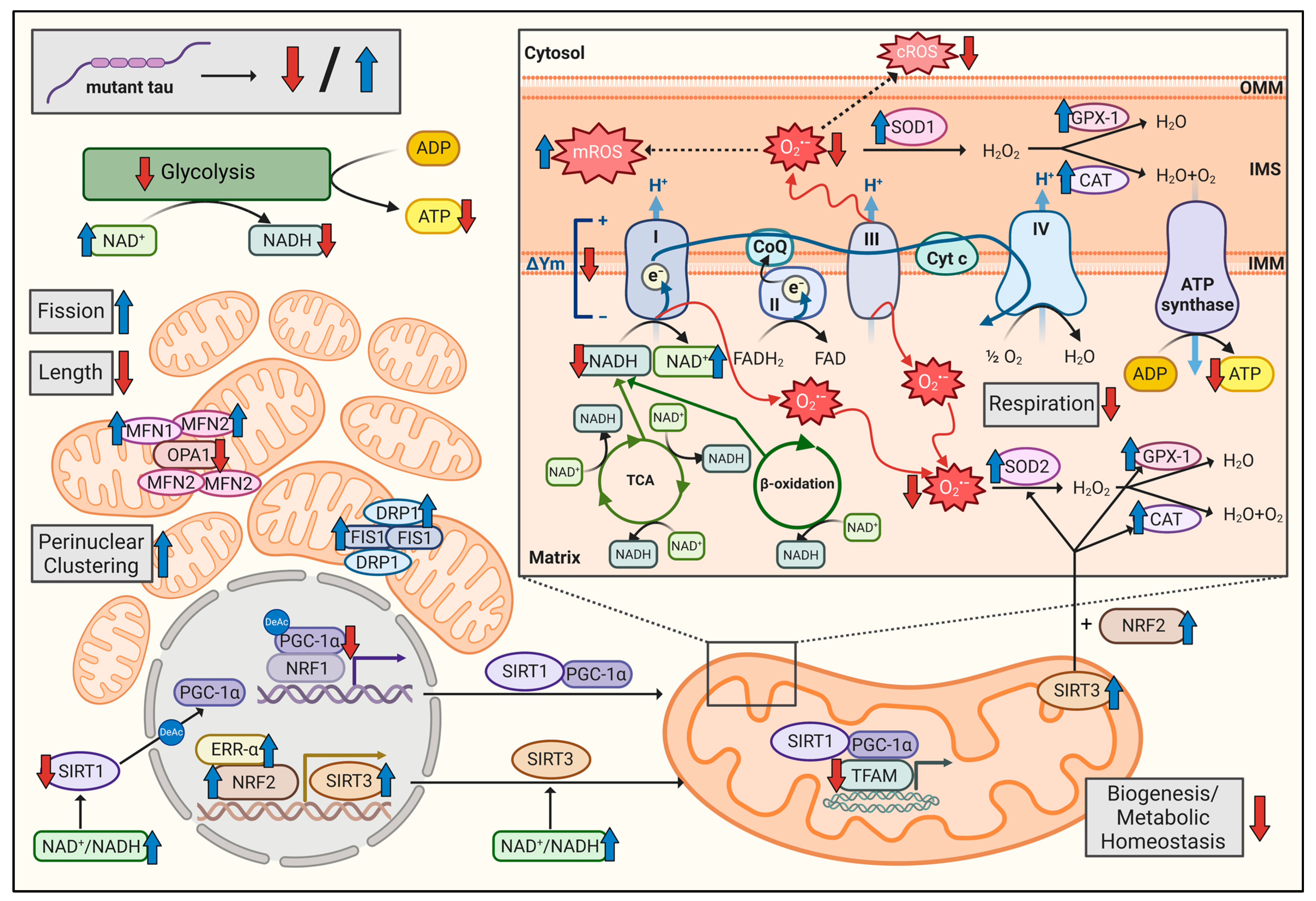 Cells 12 01385 g005 Cells 12 01385 g005