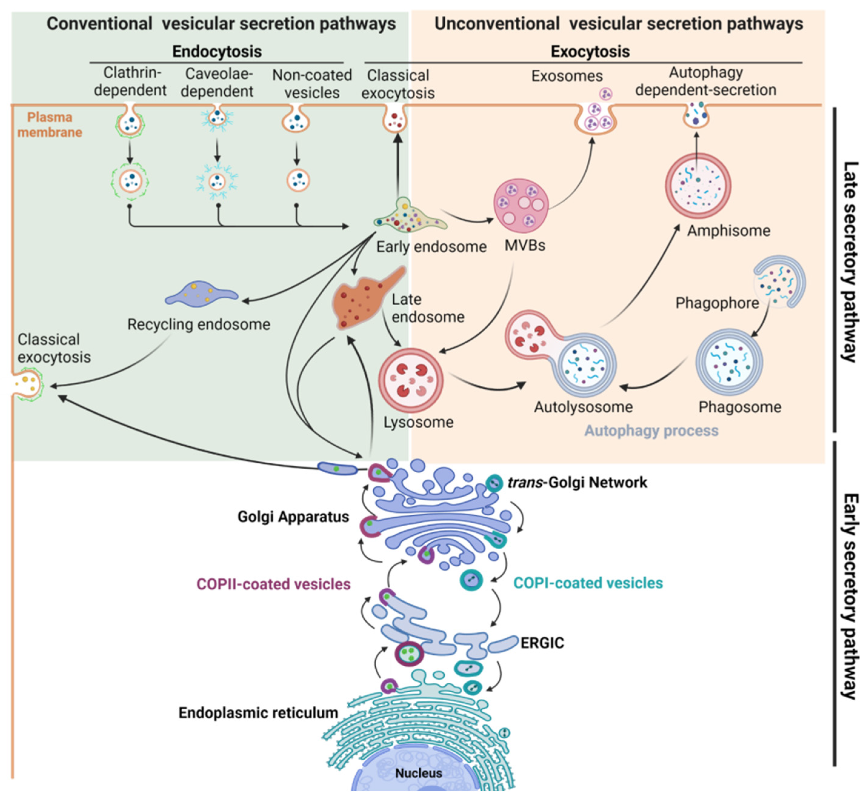 Pharmacological Inhibition of O-GlcNAcase Enhances Autophagy in