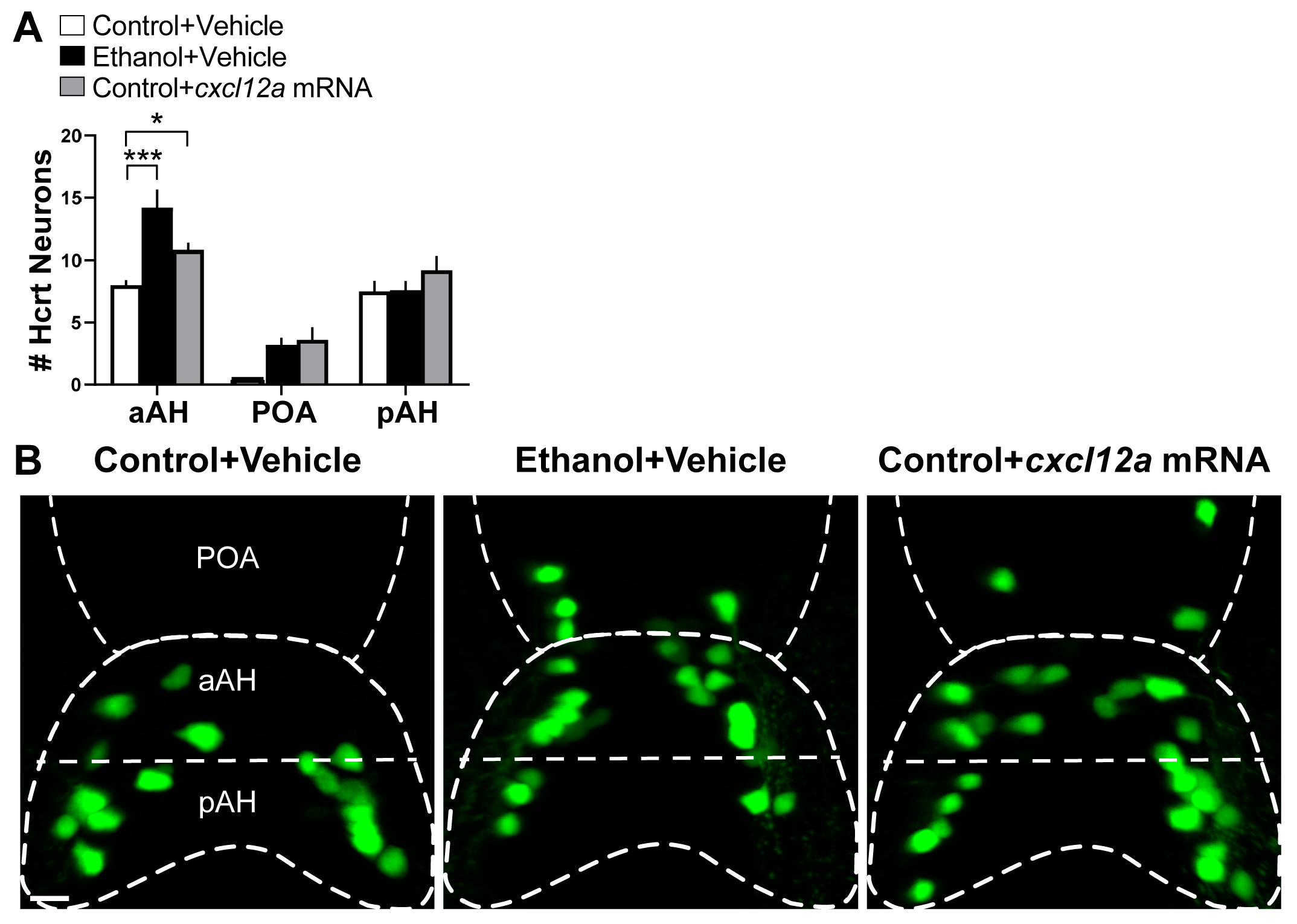 Cells 12 01399 g002 Cells 12 01399 g002