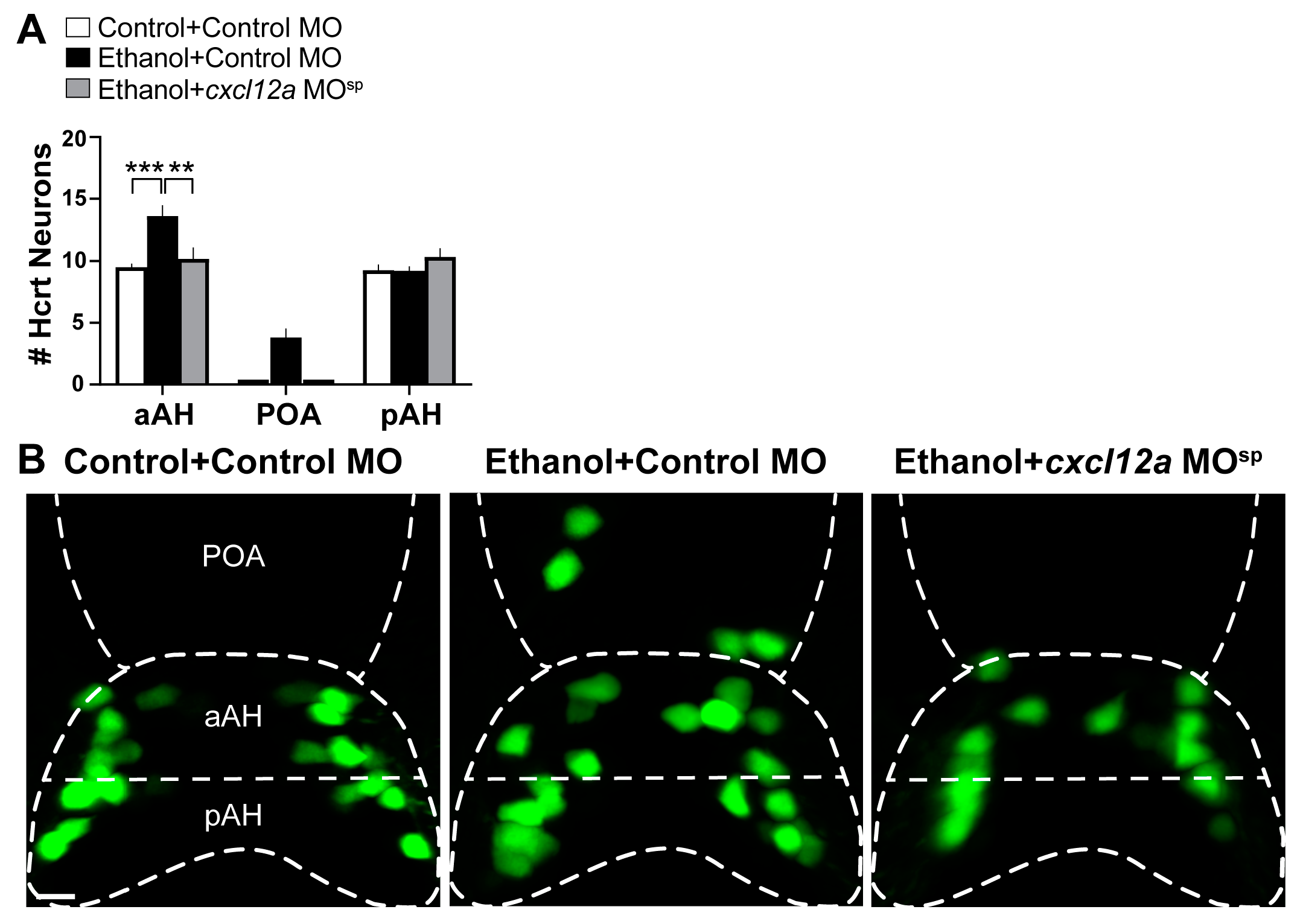 Cells 12 01399 g004 Cells 12 01399 g004