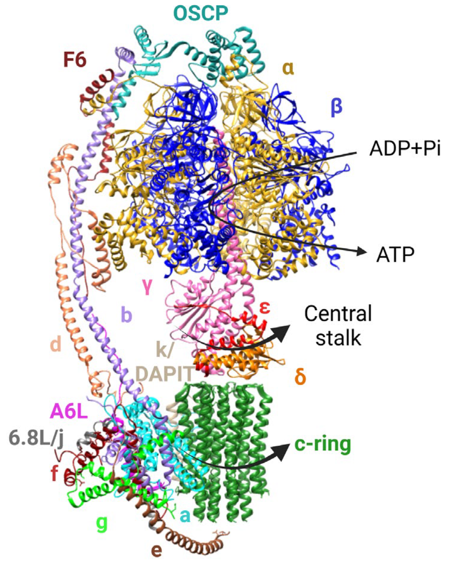 Cells 12 01409 g002 Cells 12 01409 g002