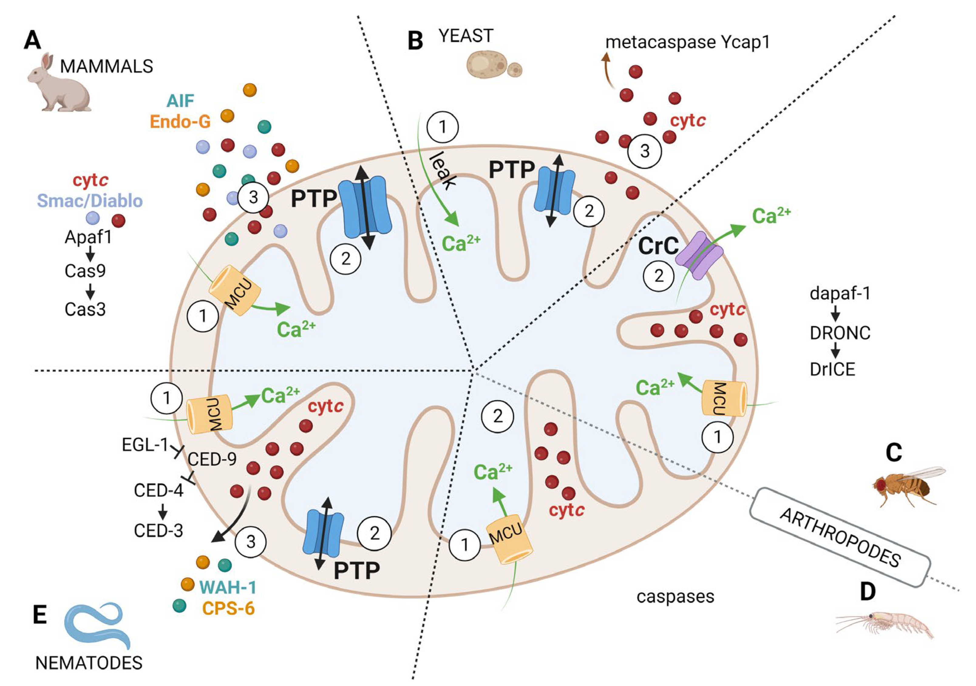Cells 12 01409 g003 Cells 12 01409 g003