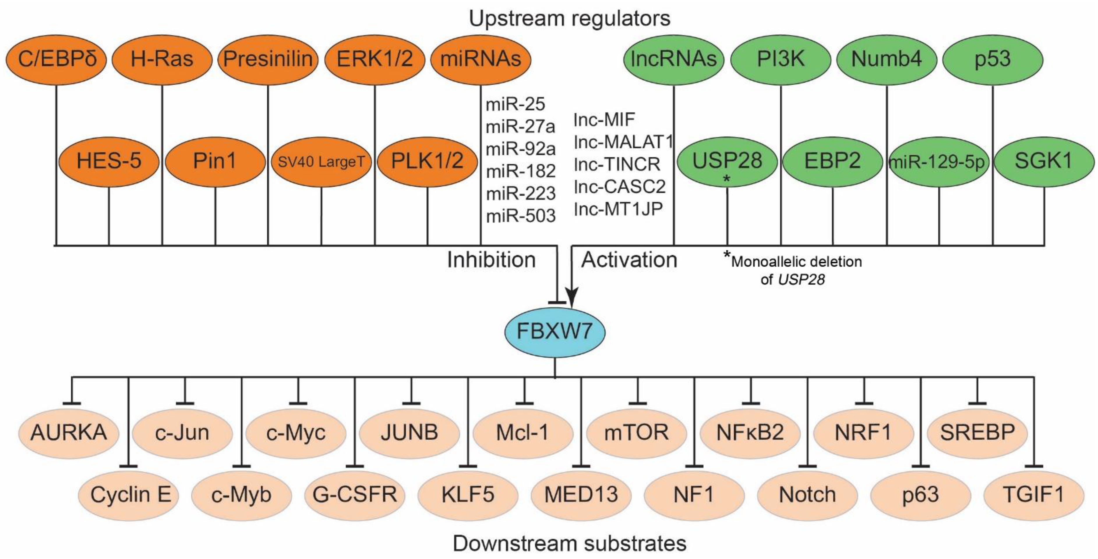The Role of FBXW7 in Gynecologic Malignancies