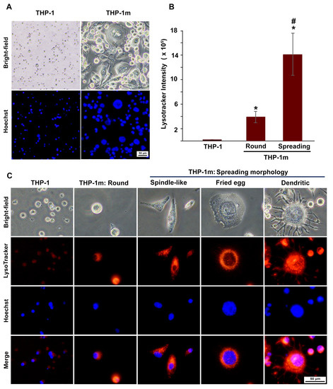 Optimizing THP-1 Macrophage Culture for an Immune-Responsive Human