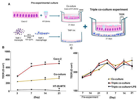 Optimizing THP-1 Macrophage Culture for an Immune-Responsive Human