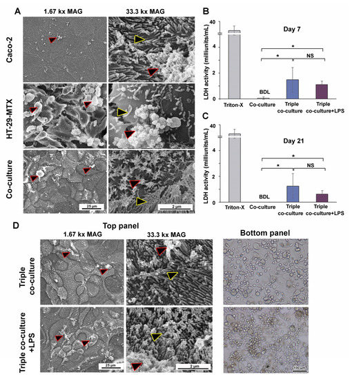 Optimizing THP-1 Macrophage Culture for an Immune-Responsive Human