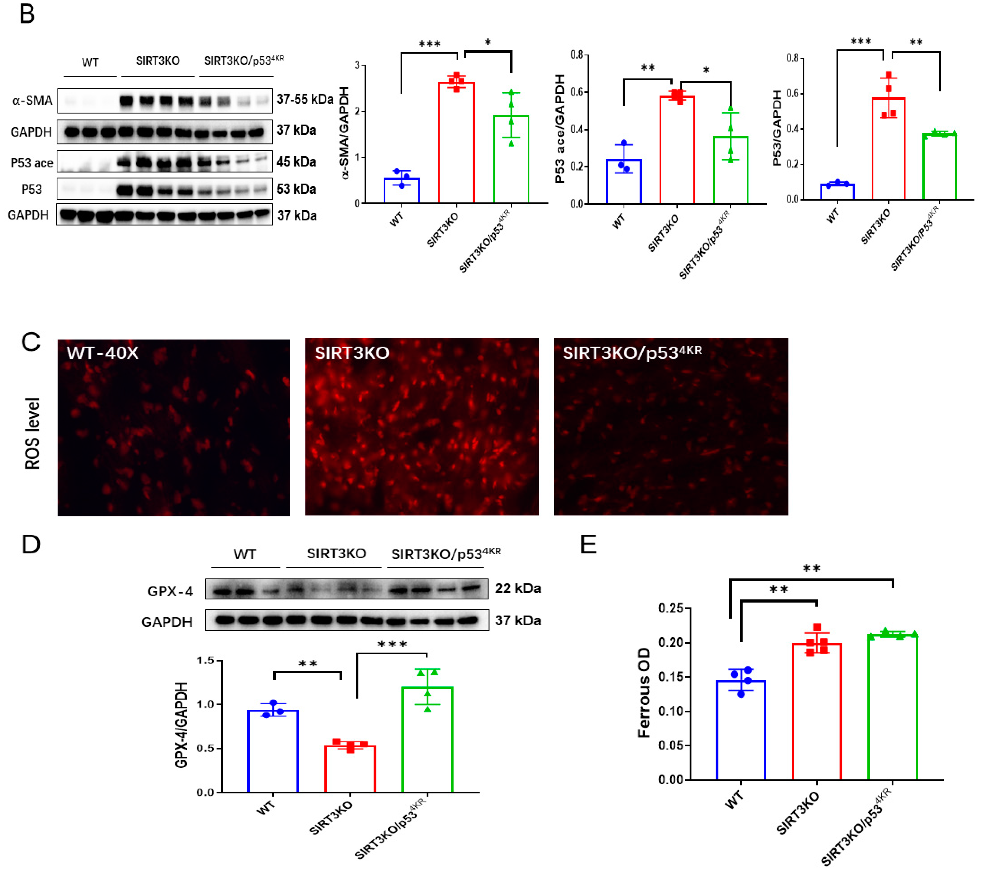 Cells 12 01428 g003b Cells 12 01428 g003b