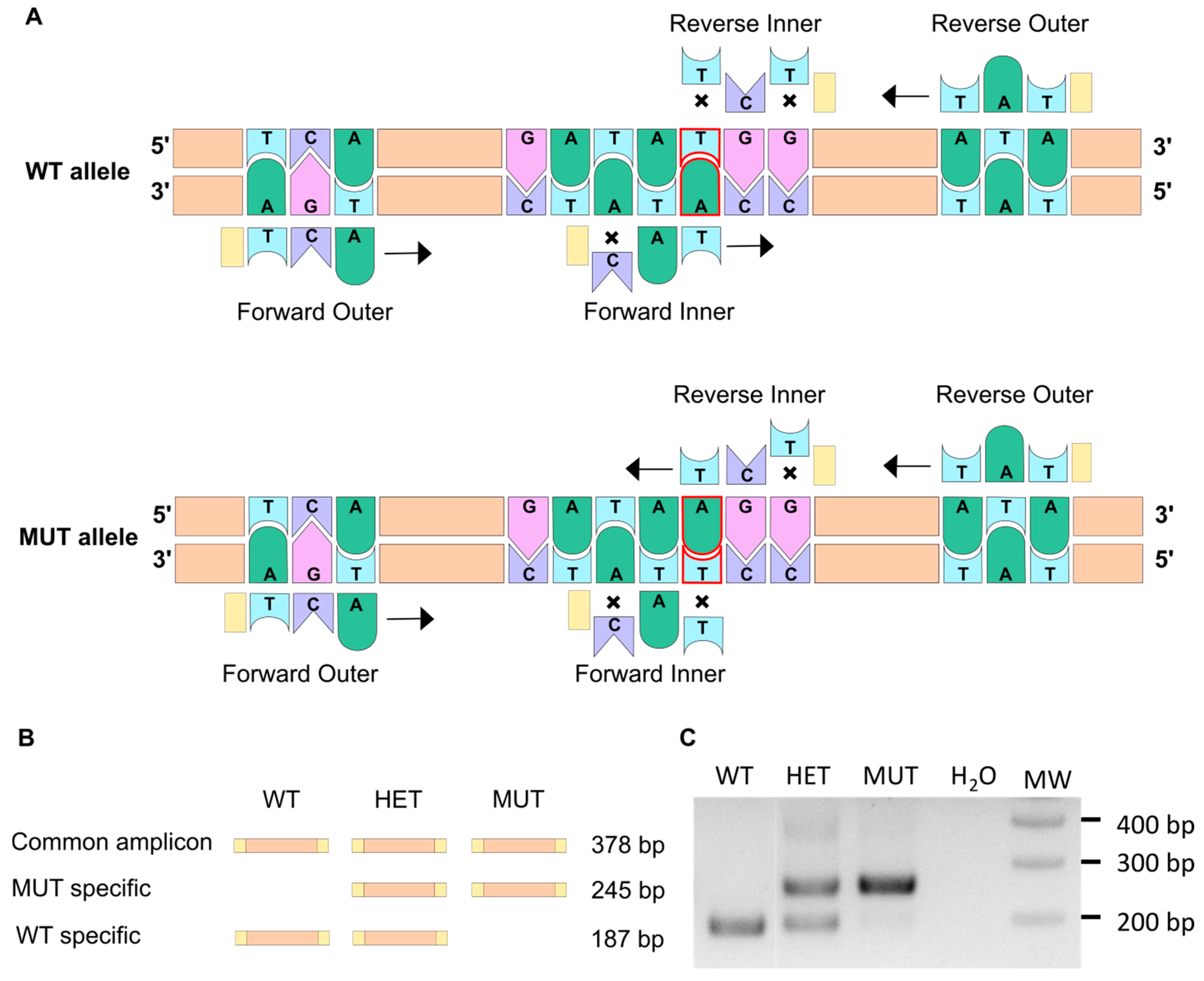 Cells 12 01436 g001 Cells 12 01436 g001