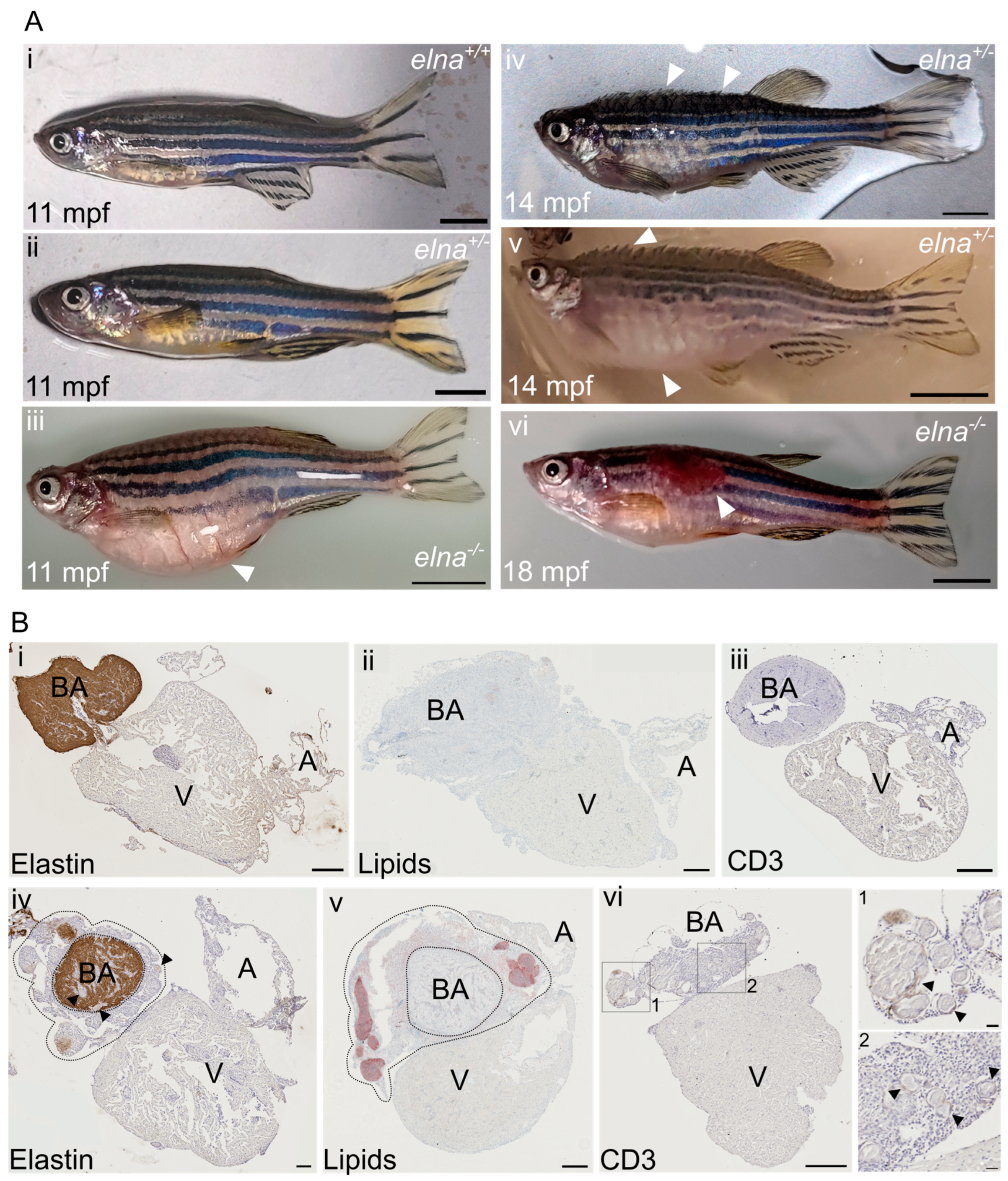 Cells 12 01436 g003 Cells 12 01436 g003