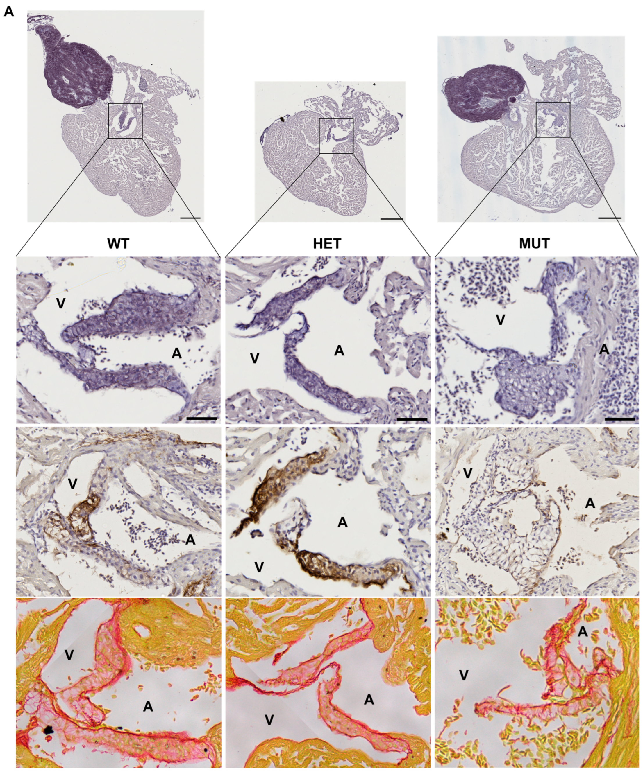 Cells 12 01436 g005a Cells 12 01436 g005a