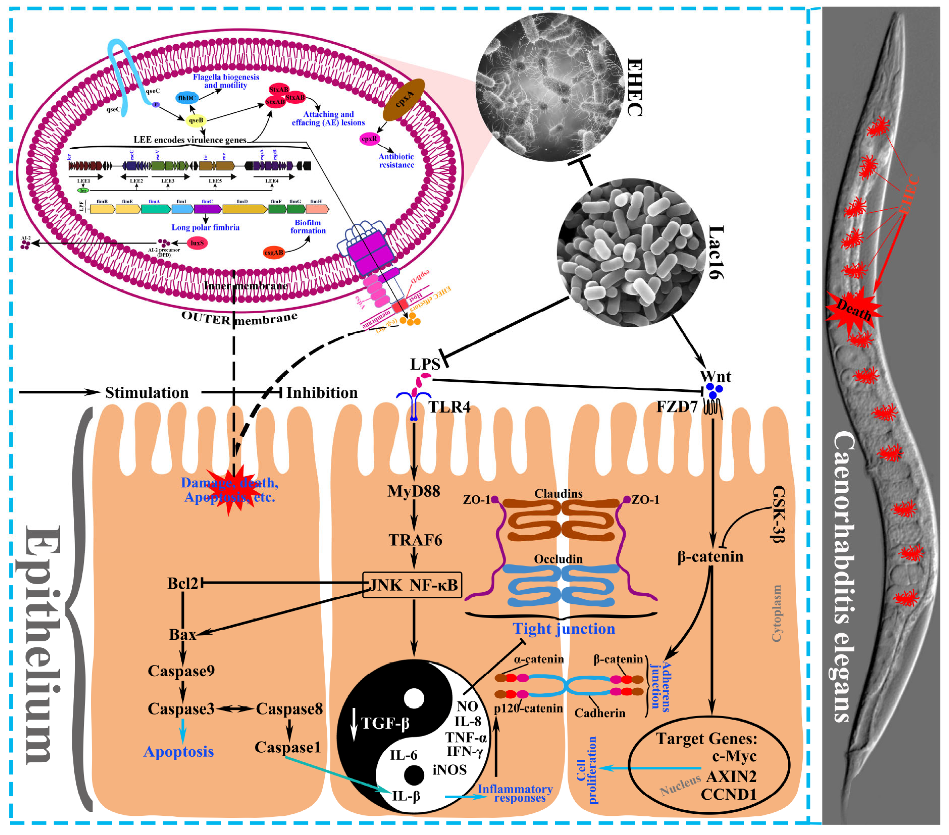 Cells 12 01438 g014 Cells 12 01438 g014