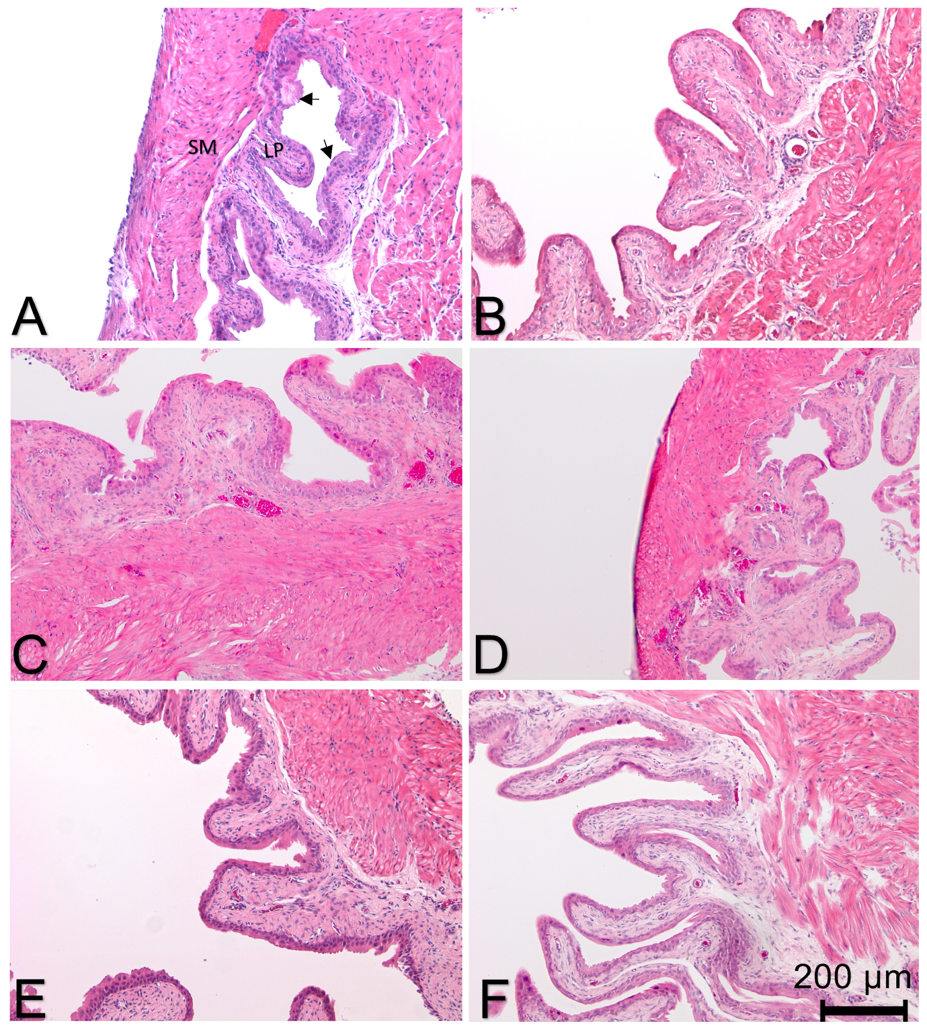 Cells 12 01440 g007 Cells 12 01440 g007