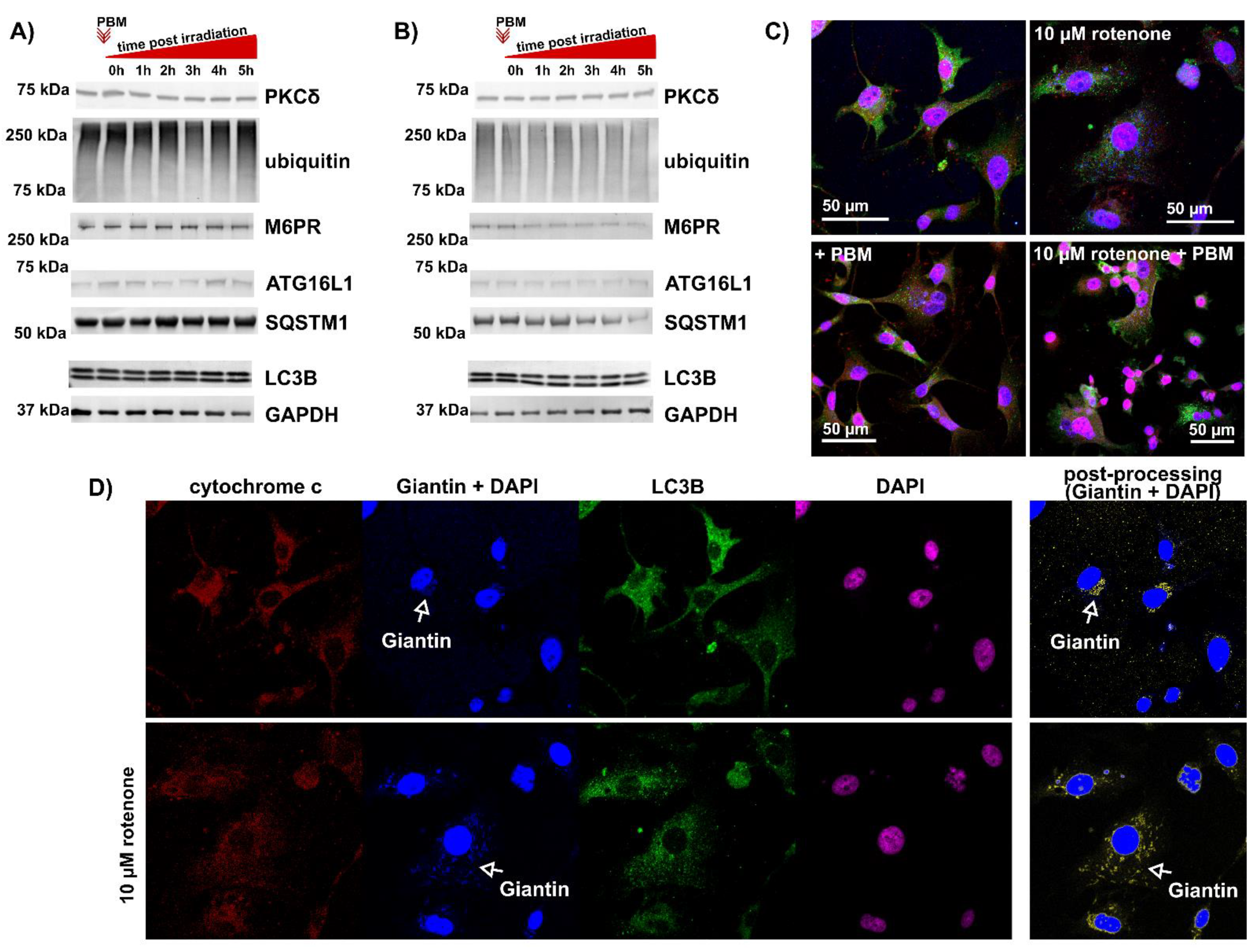 Cells 12 01441 g002 Cells 12 01441 g002