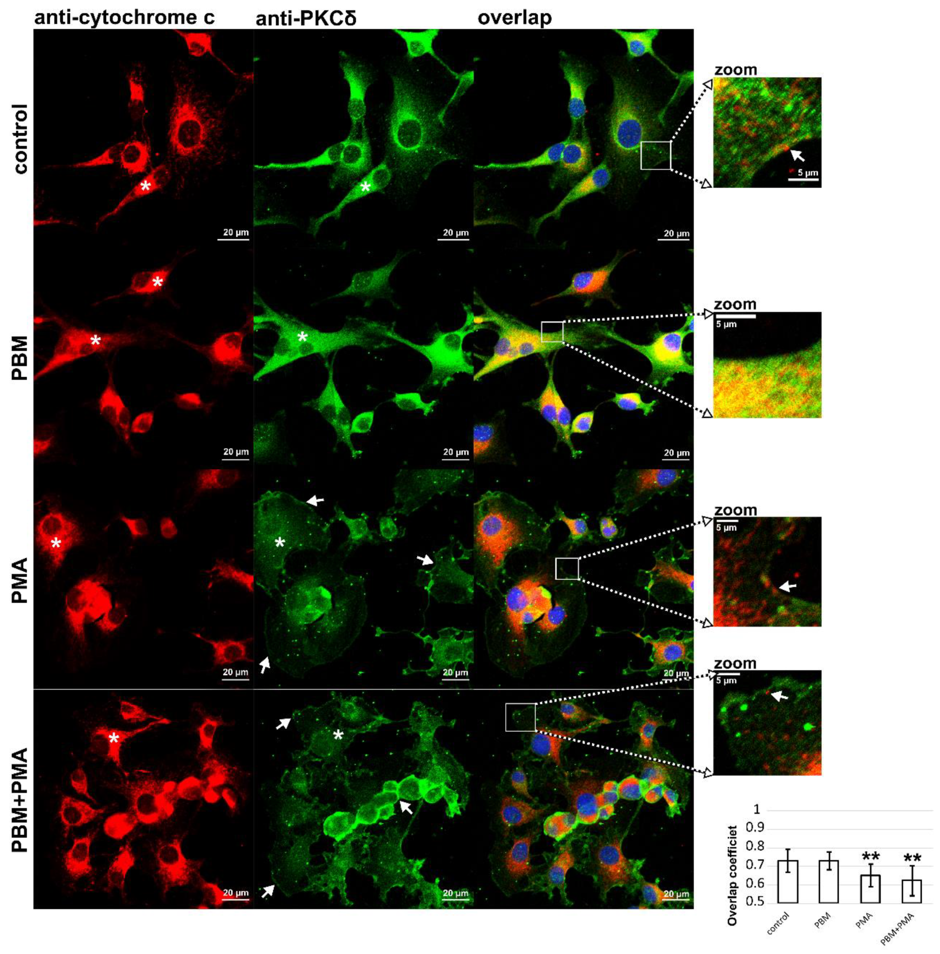 Cells 12 01441 g004 Cells 12 01441 g004