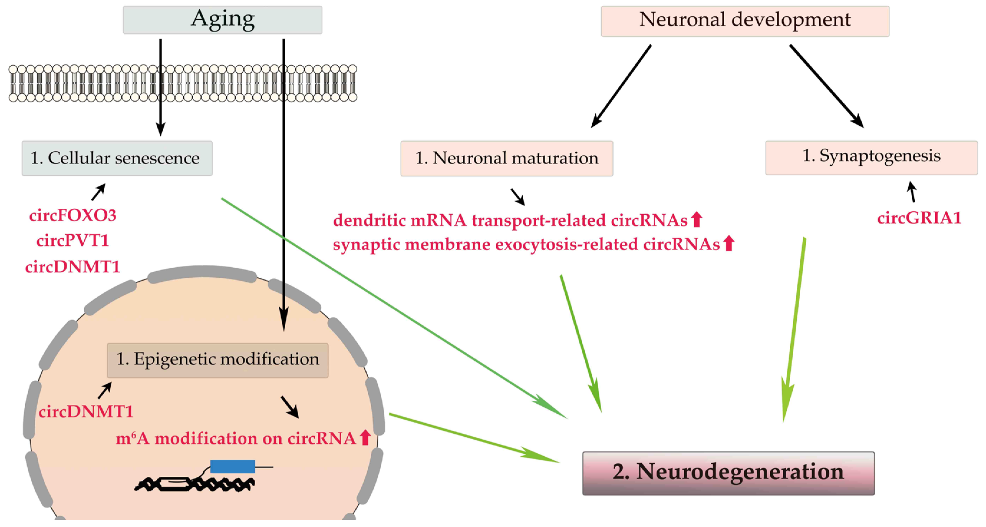 Cells 12 01443 g001 Cells 12 01443 g001