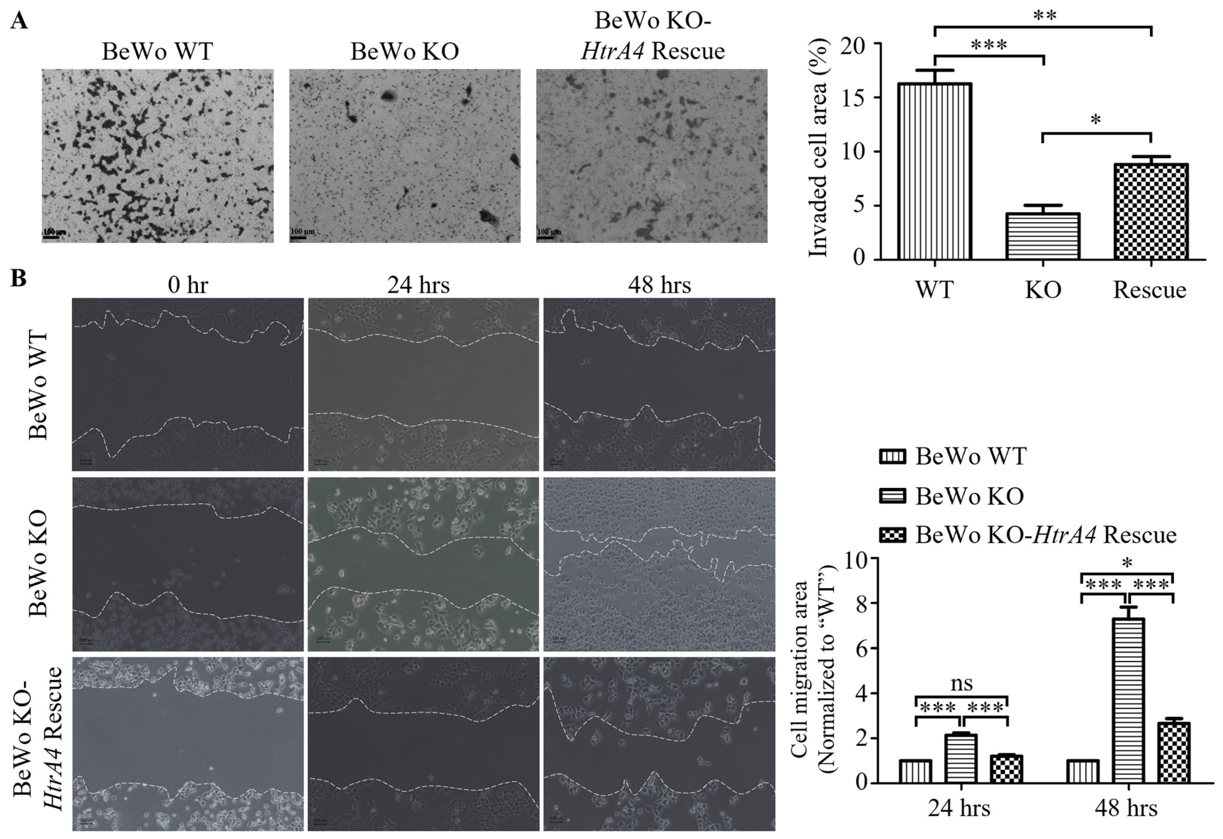 Cells 12 01459 g003a