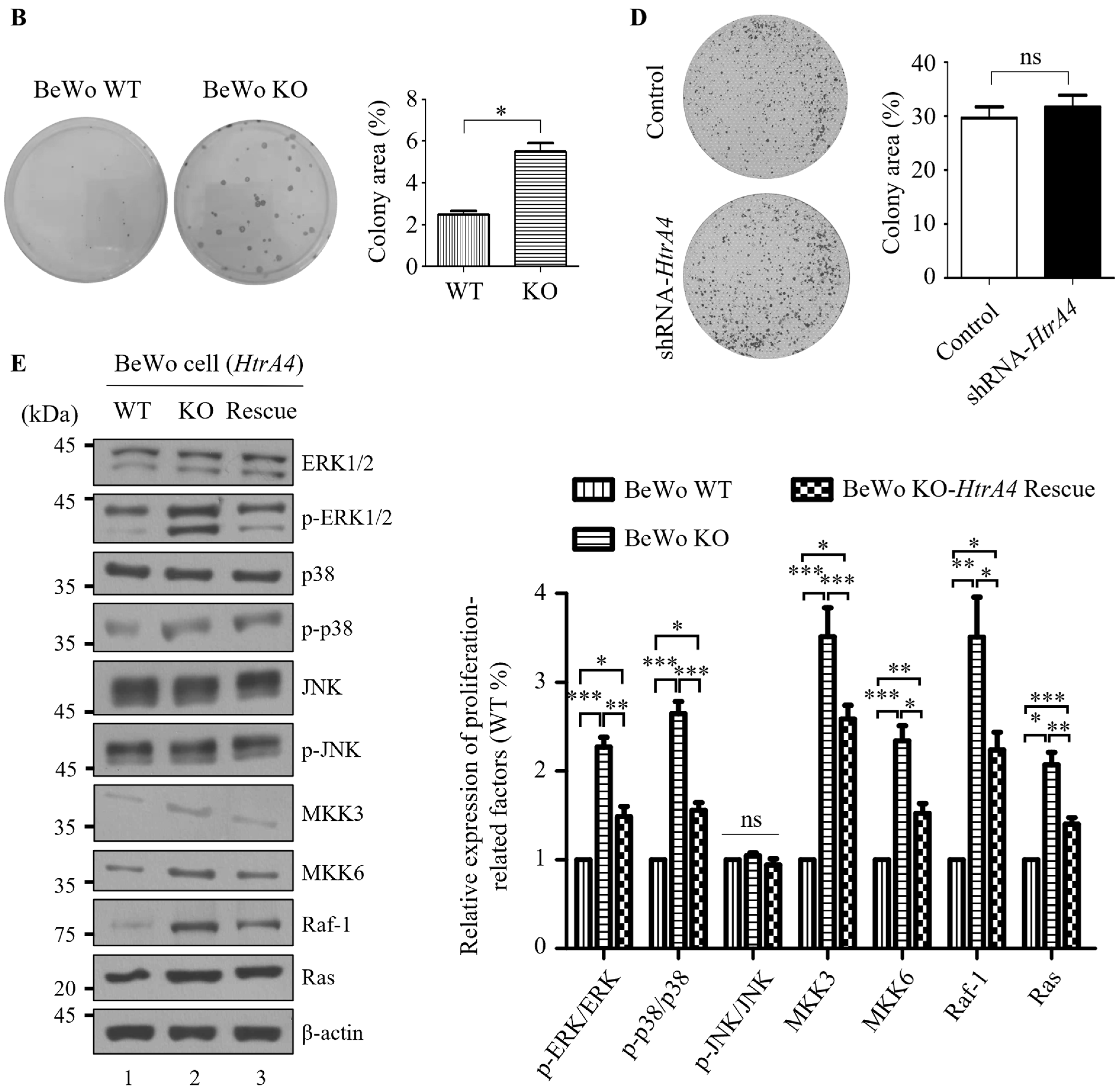 Cells 12 01459 g004b