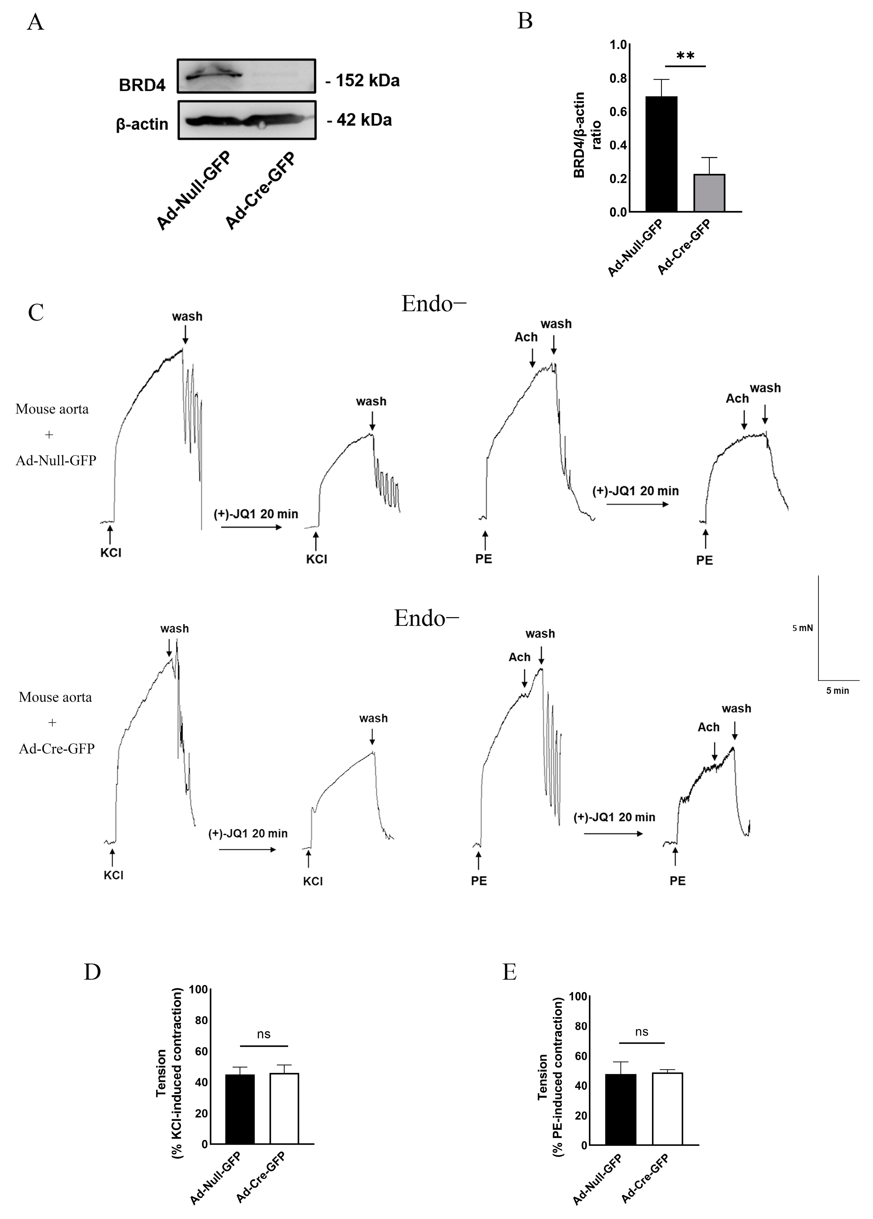 Cells 12 01461 g005 Cells 12 01461 g005