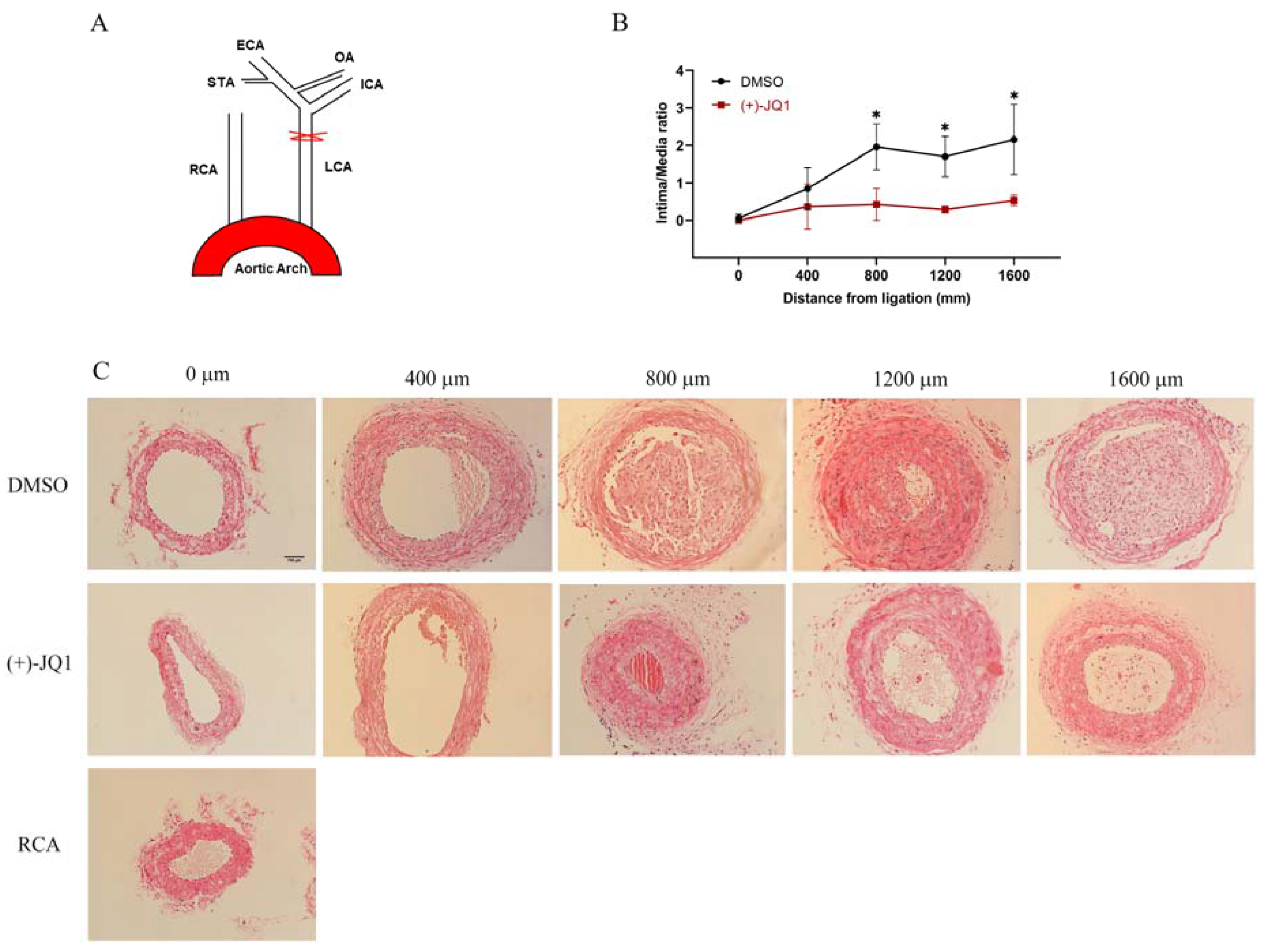 Cells 12 01461 g009 Cells 12 01461 g009