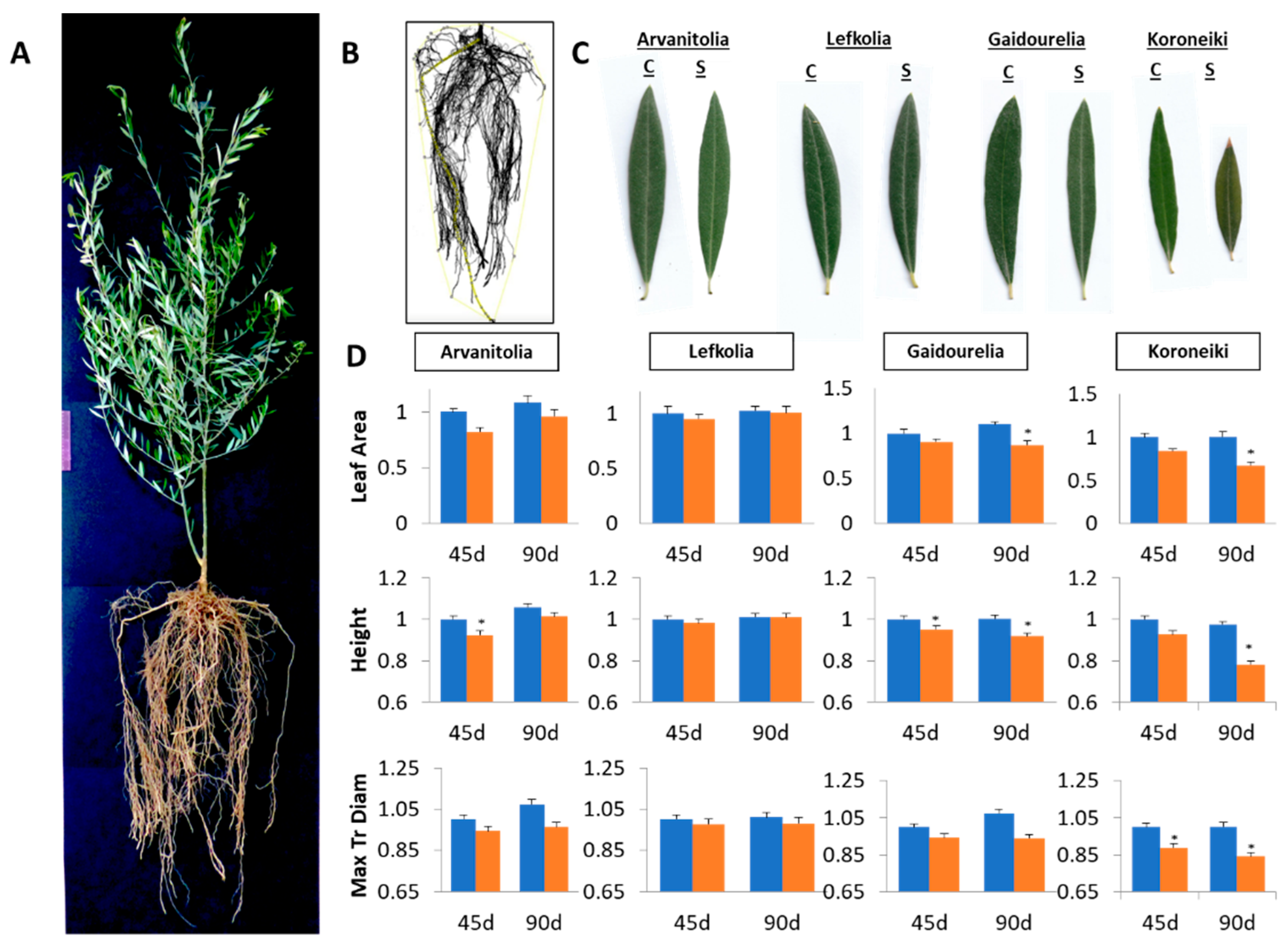 Cells 12 01466 g001 Cells 12 01466 g001