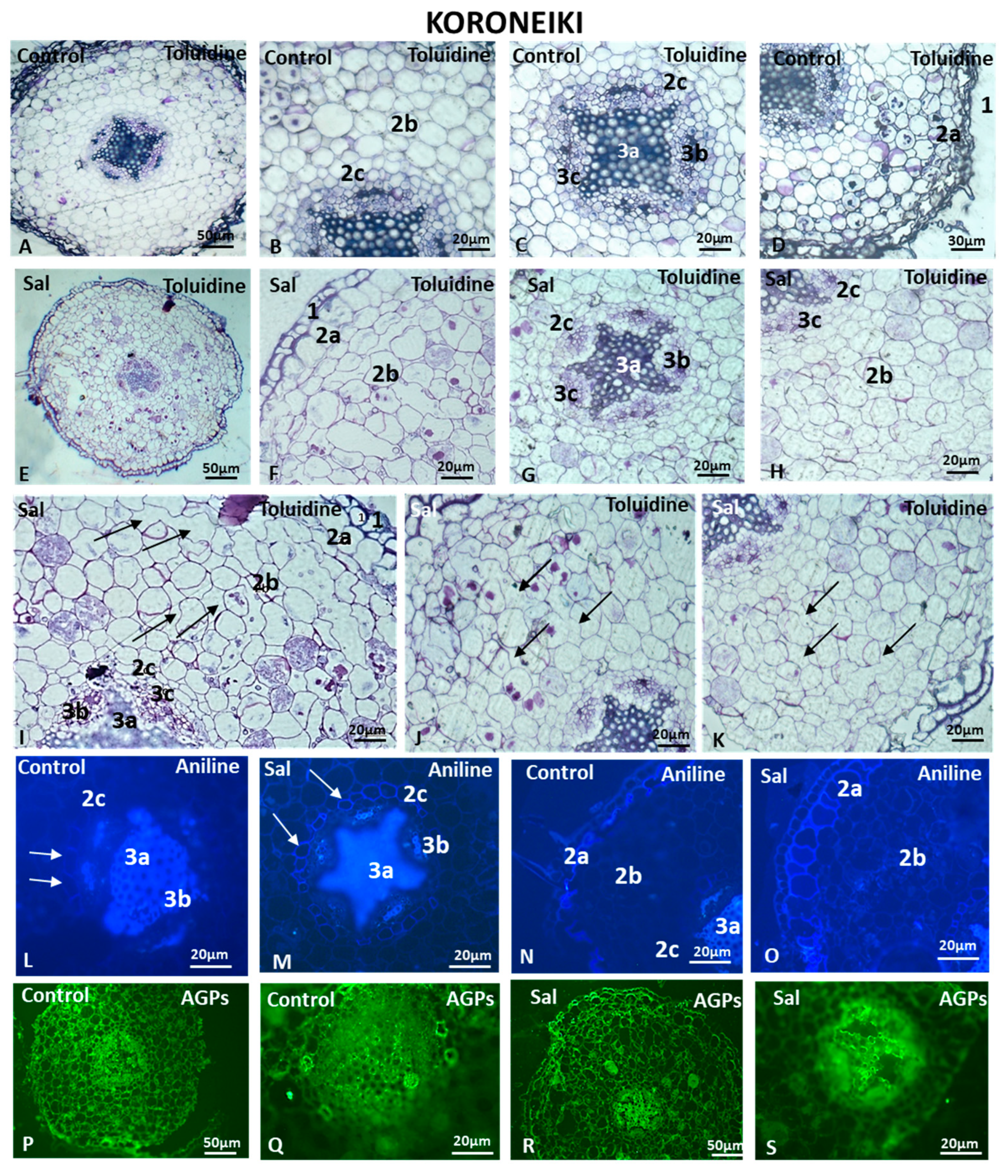 Cells 12 01466 g007 Cells 12 01466 g007