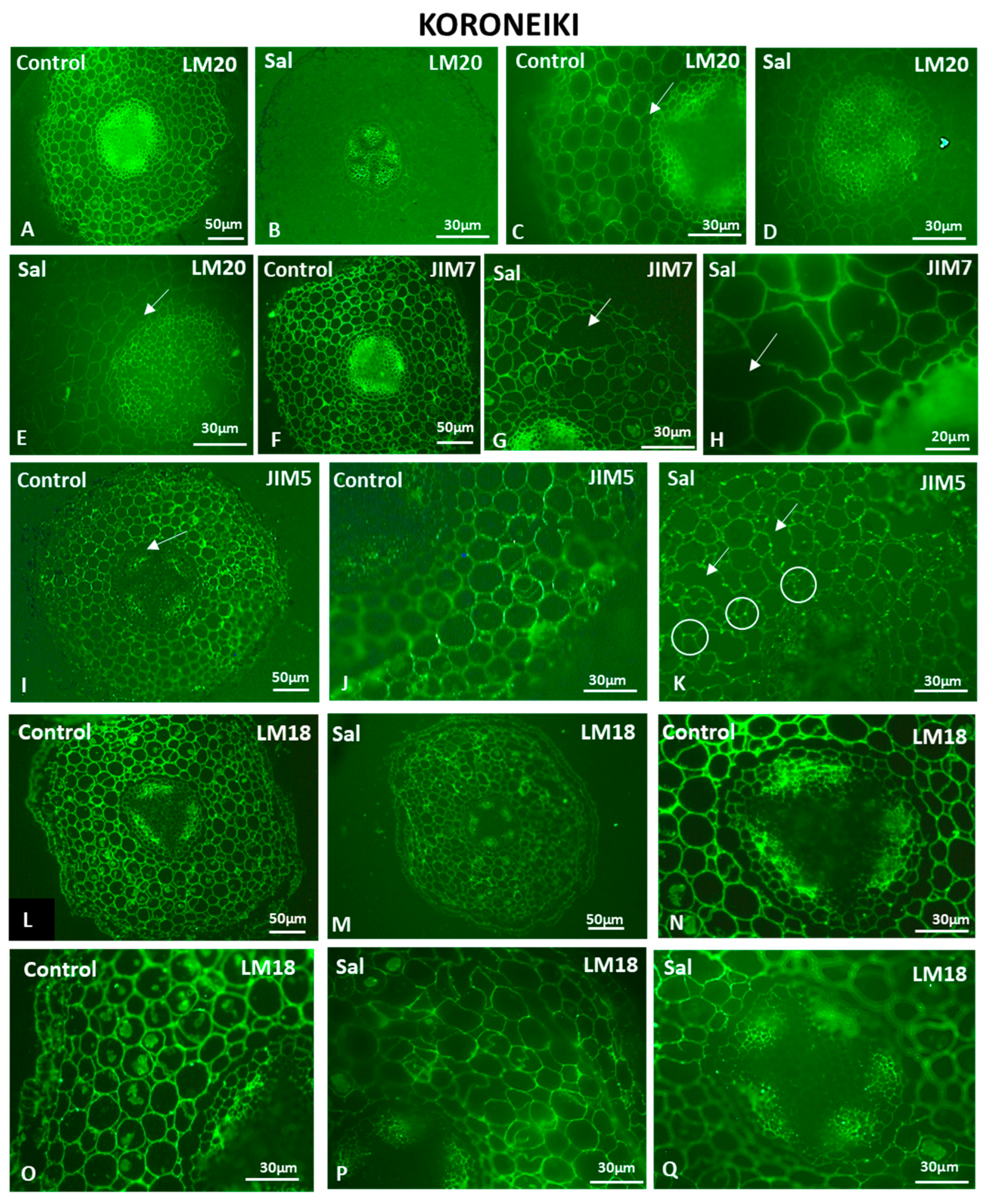 Cells 12 01466 g008 Cells 12 01466 g008