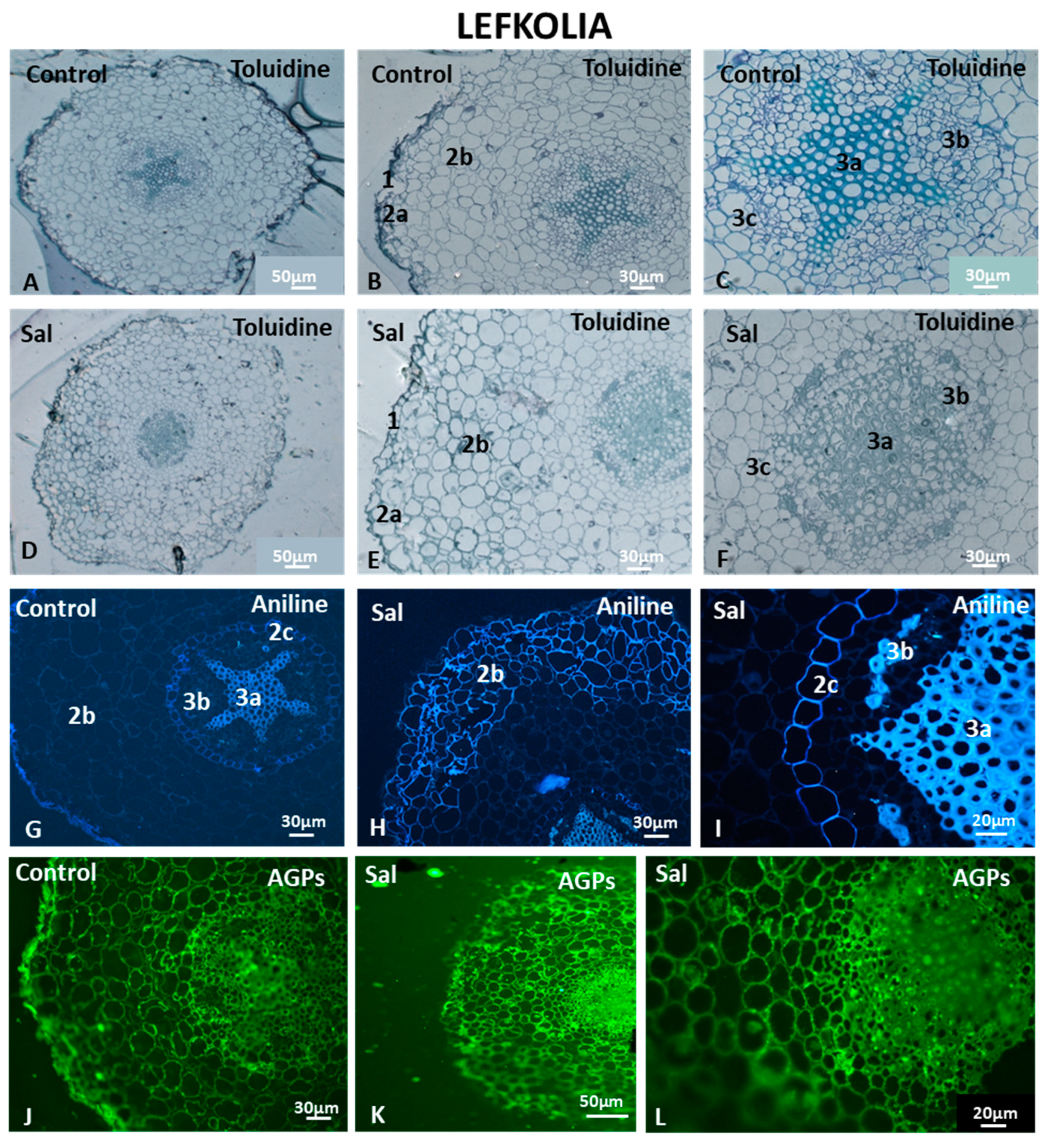 Cells 12 01466 g009 Cells 12 01466 g009