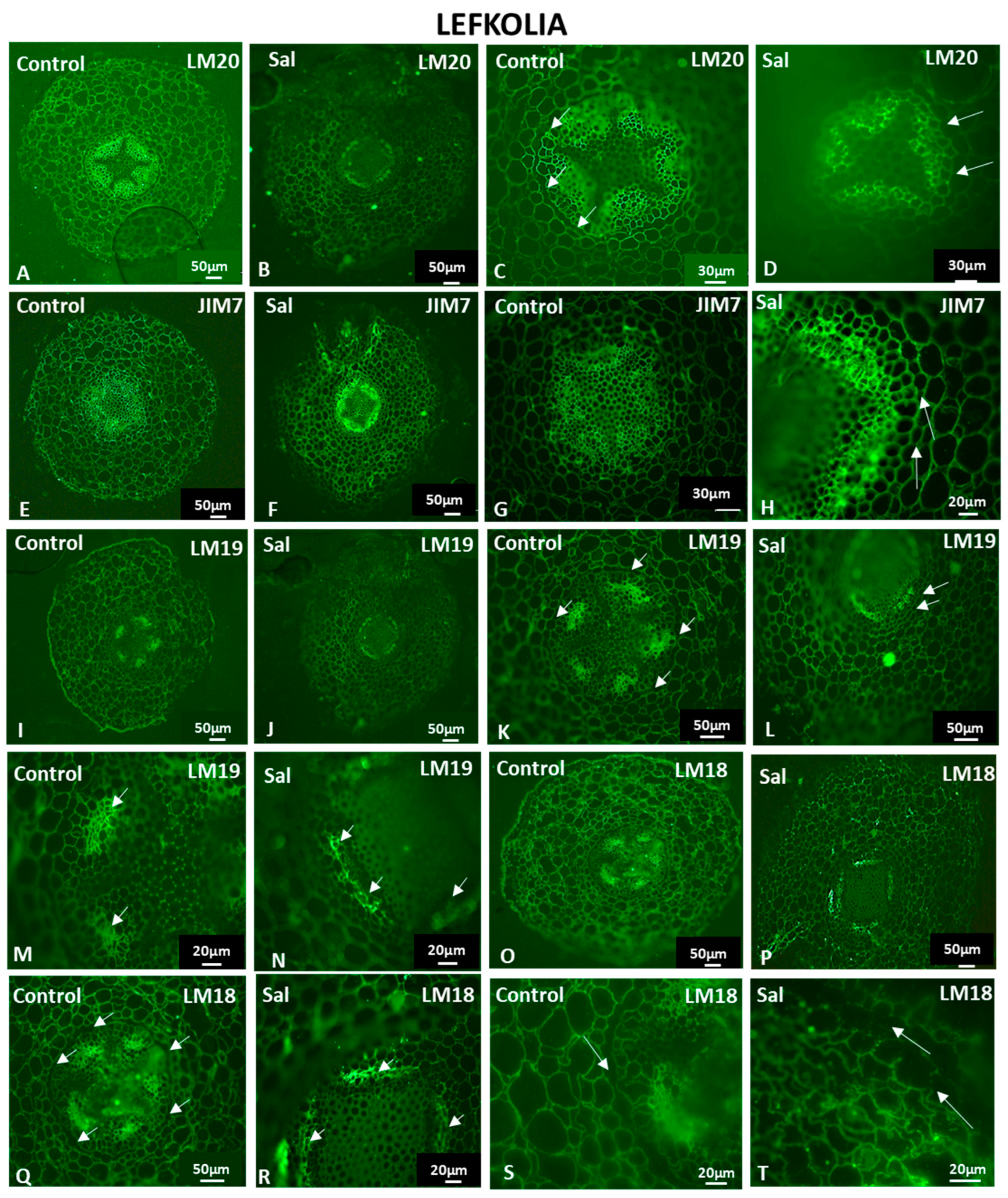 Cells 12 01466 g010 Cells 12 01466 g010