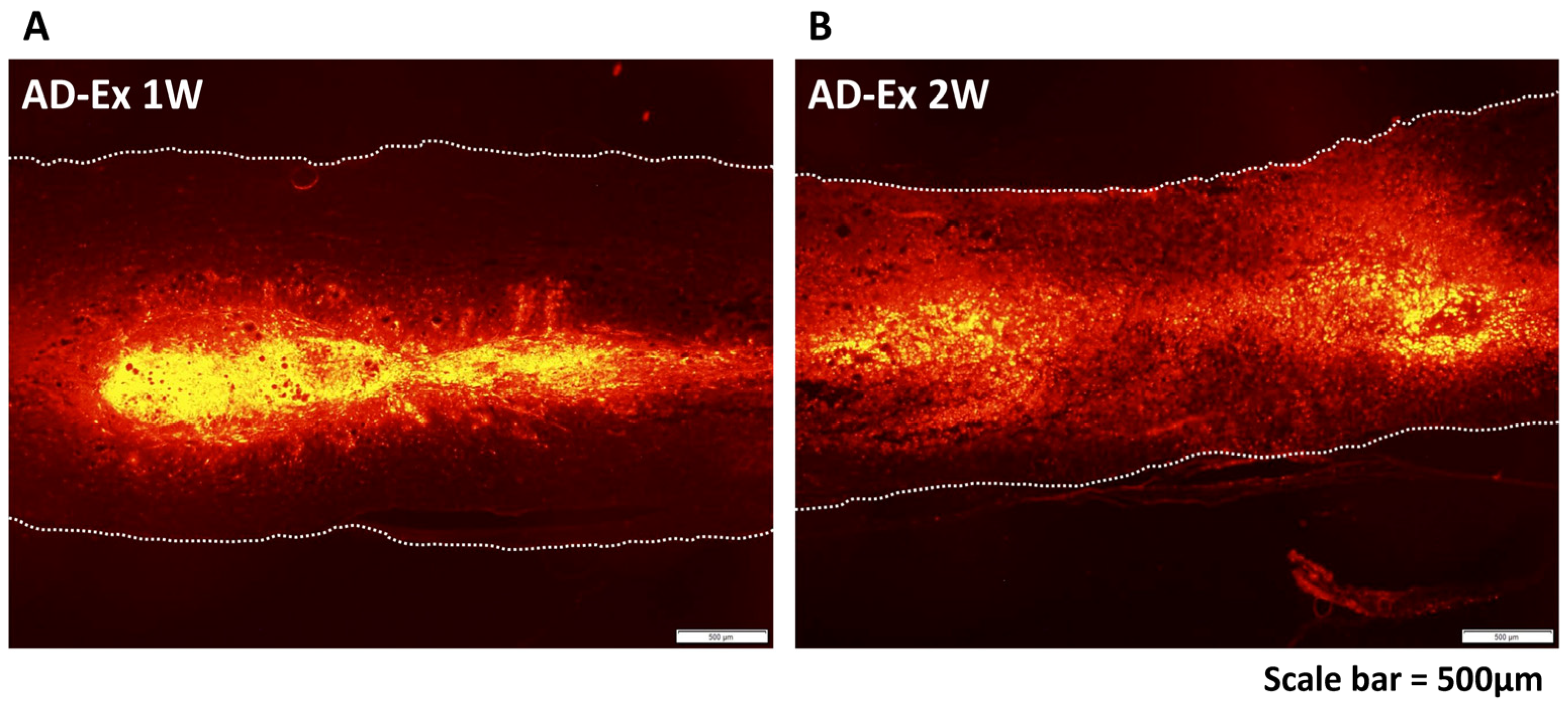 Cells 12 01470 g002 Cells 12 01470 g002