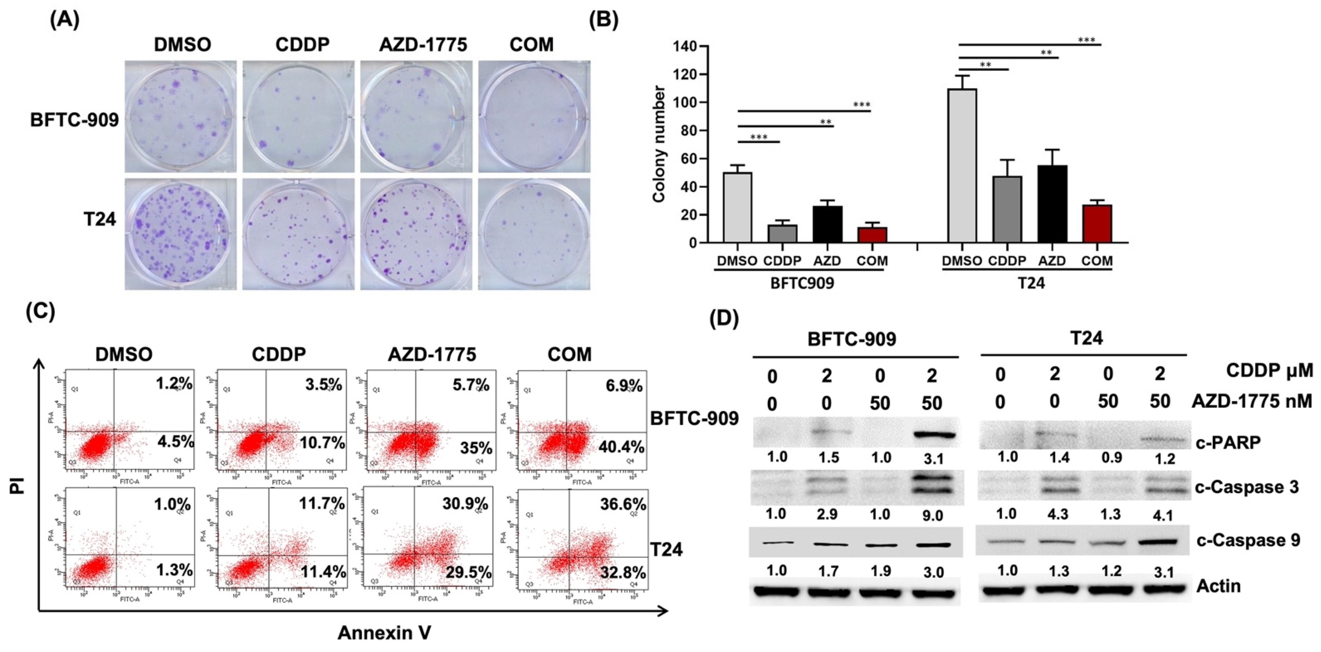 Cells 12 01471 g002 Cells 12 01471 g002