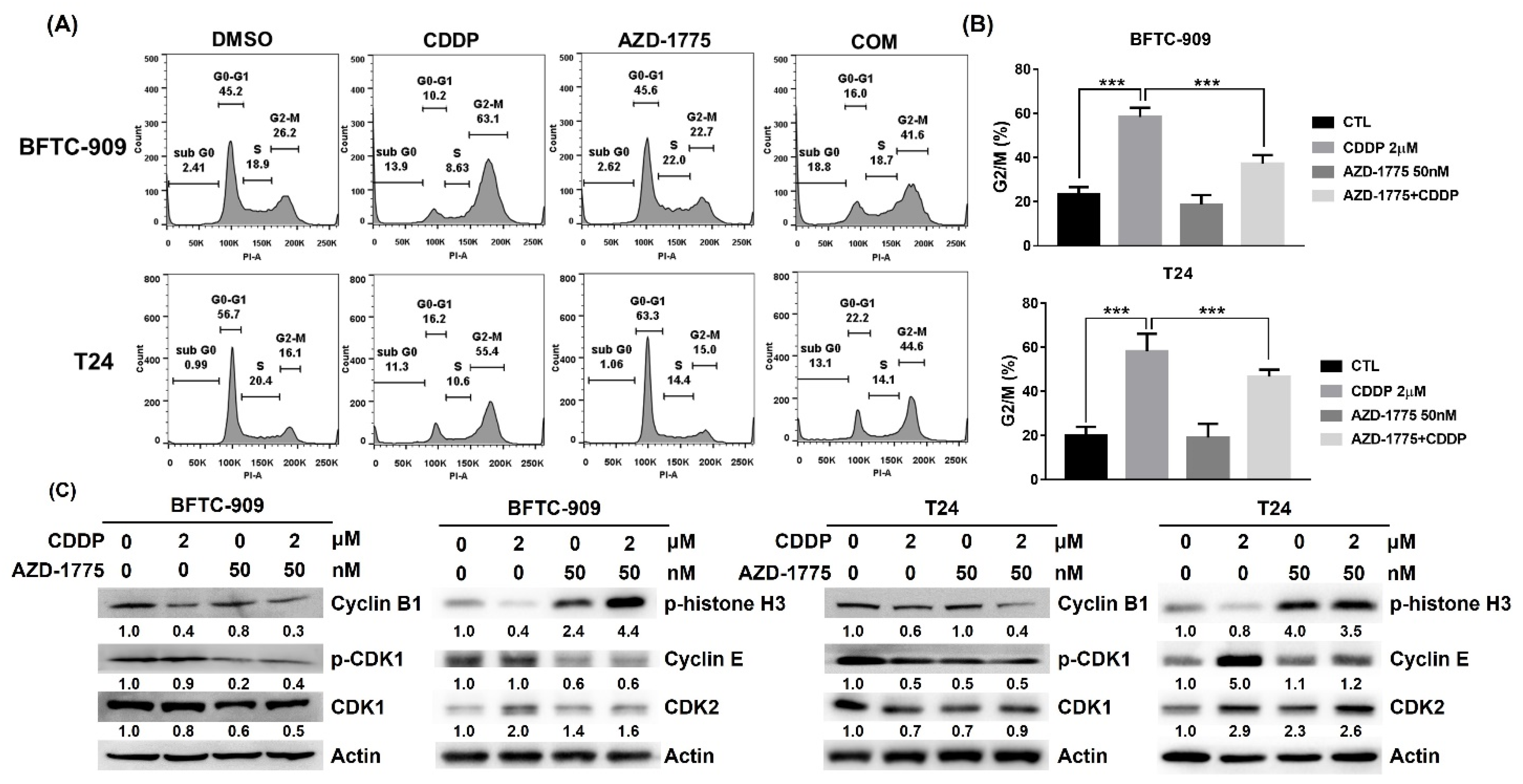 Cells 12 01471 g003 Cells 12 01471 g003