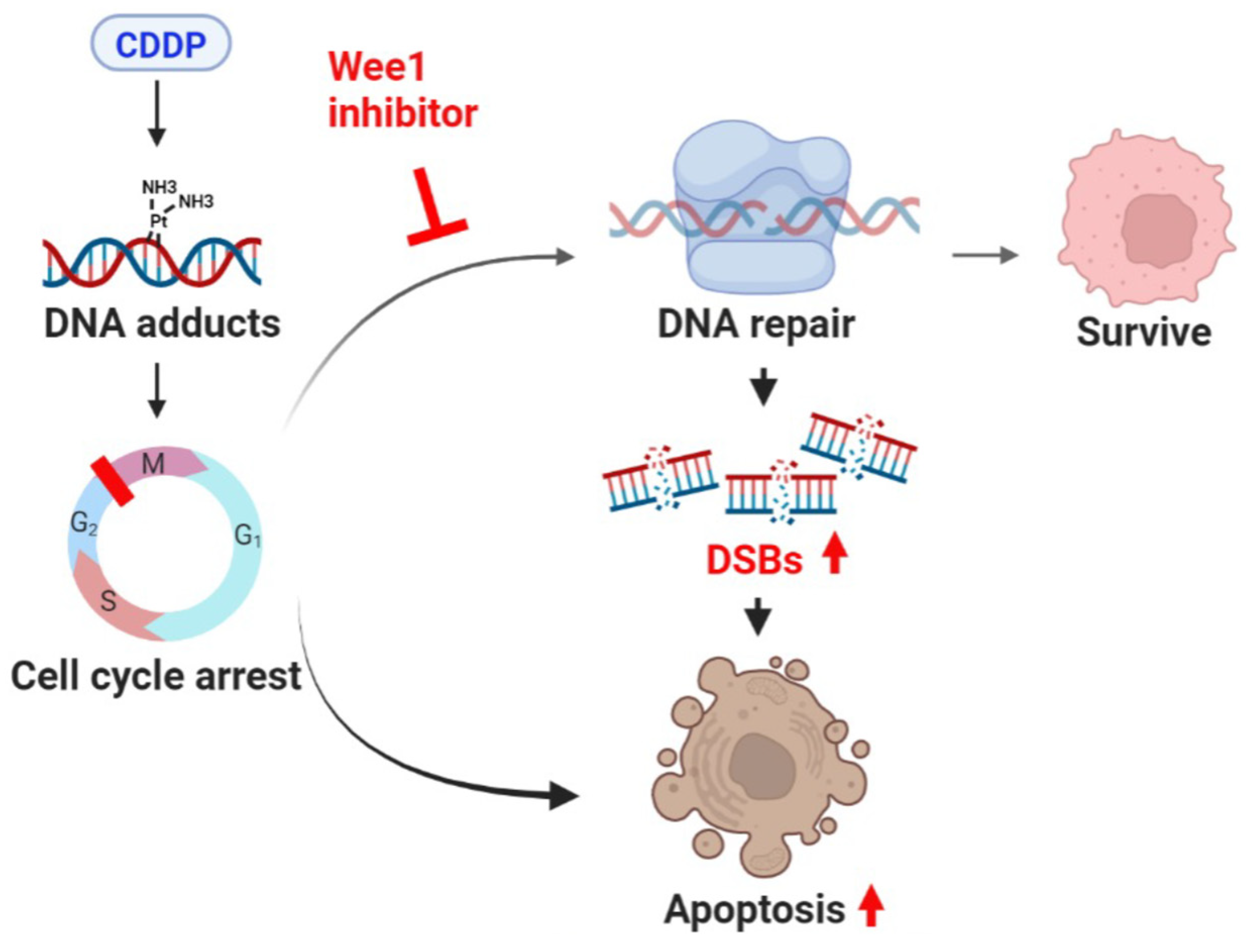 Cells 12 01471 g007 Cells 12 01471 g007