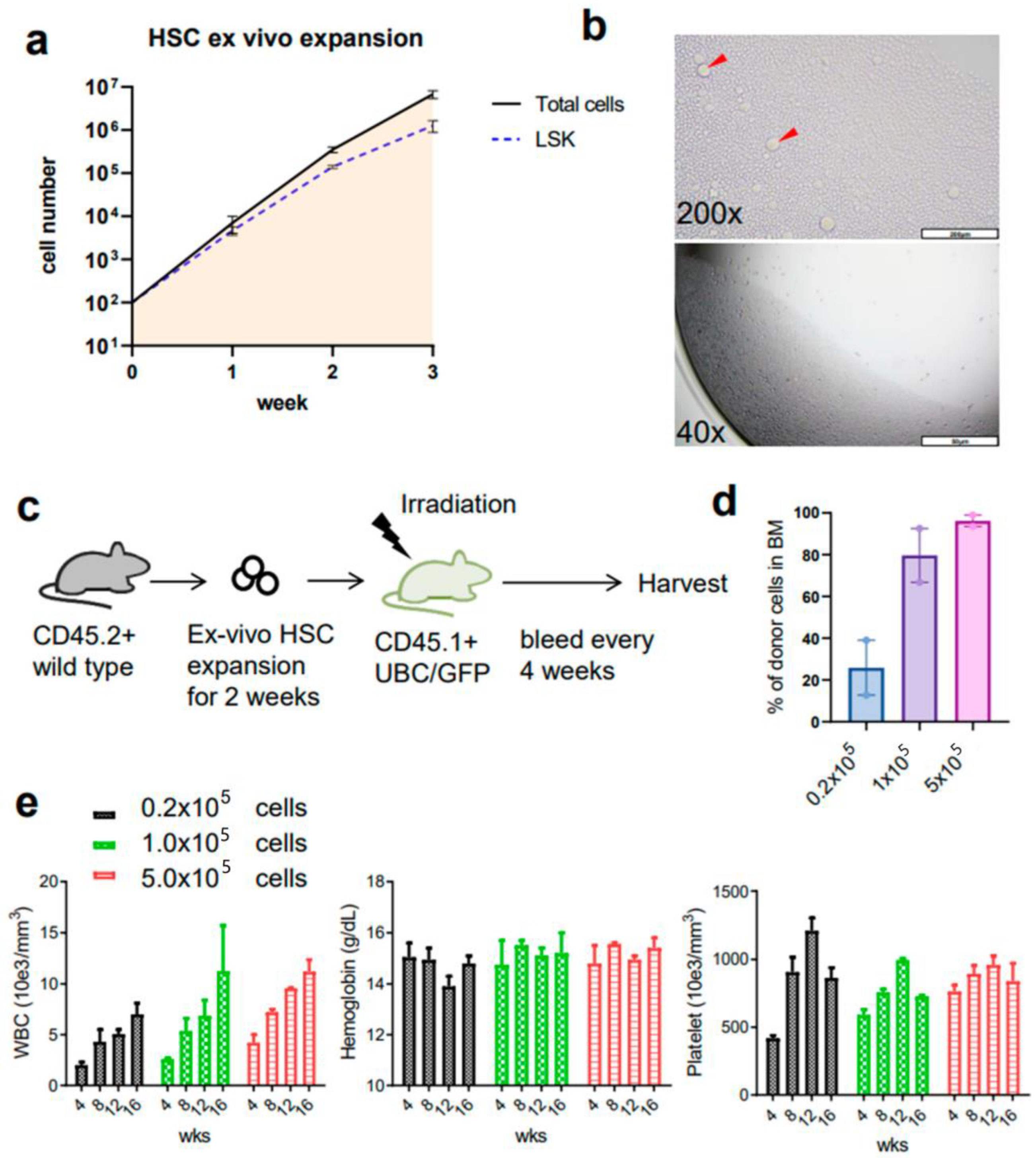Cells 12 01473 g002 Cells 12 01473 g002