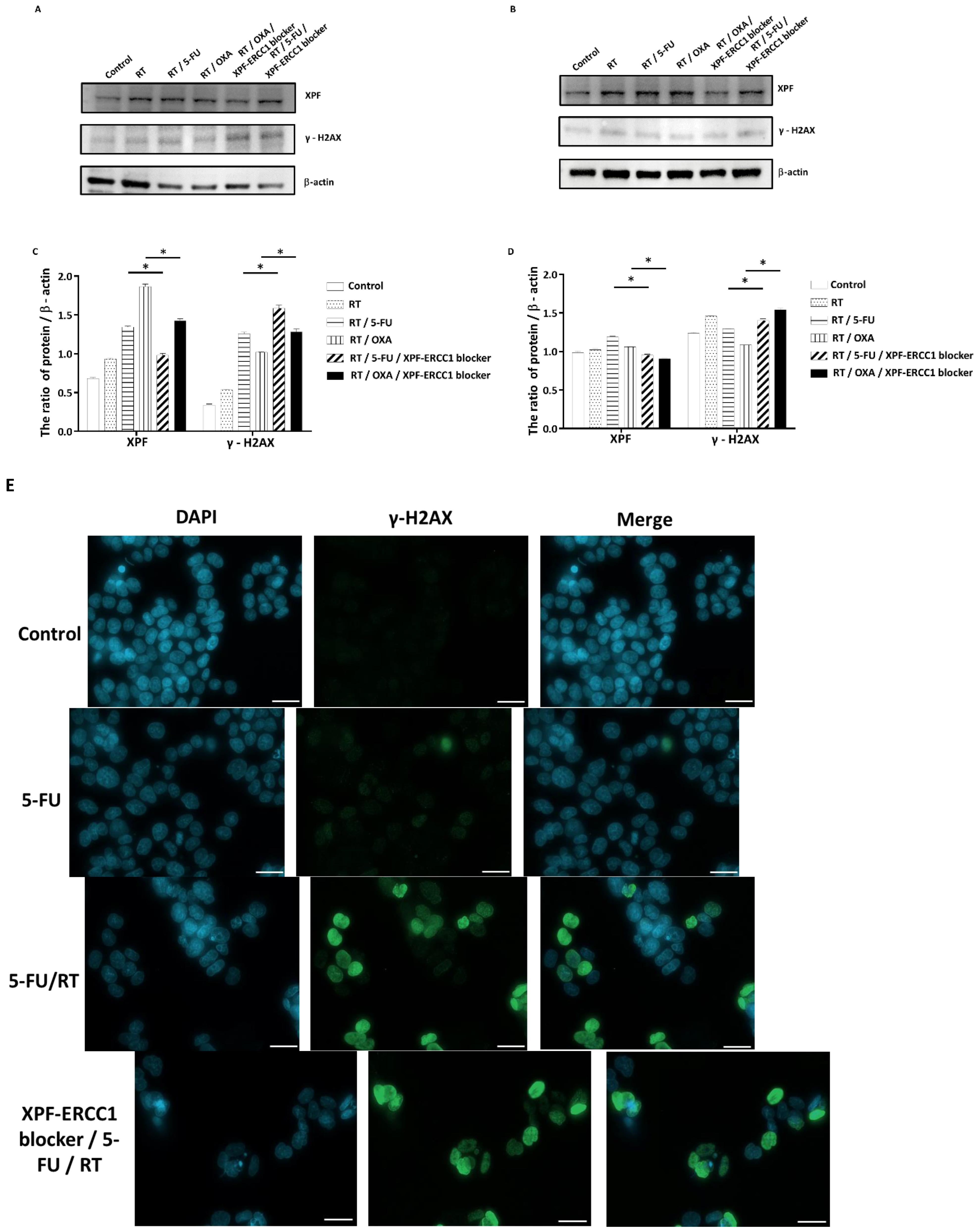 Cells 12 01475 g003a