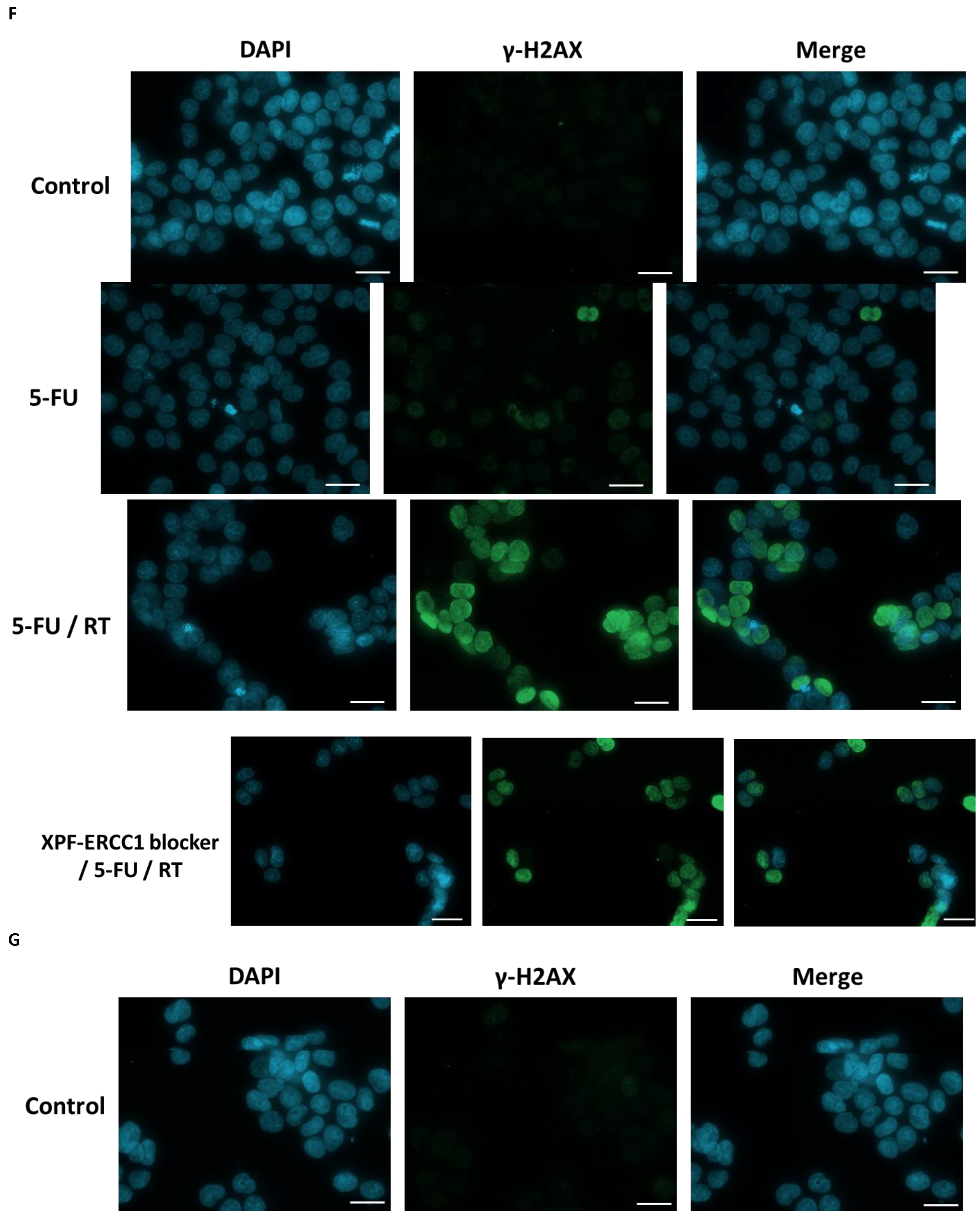 Cells 12 01475 g003b