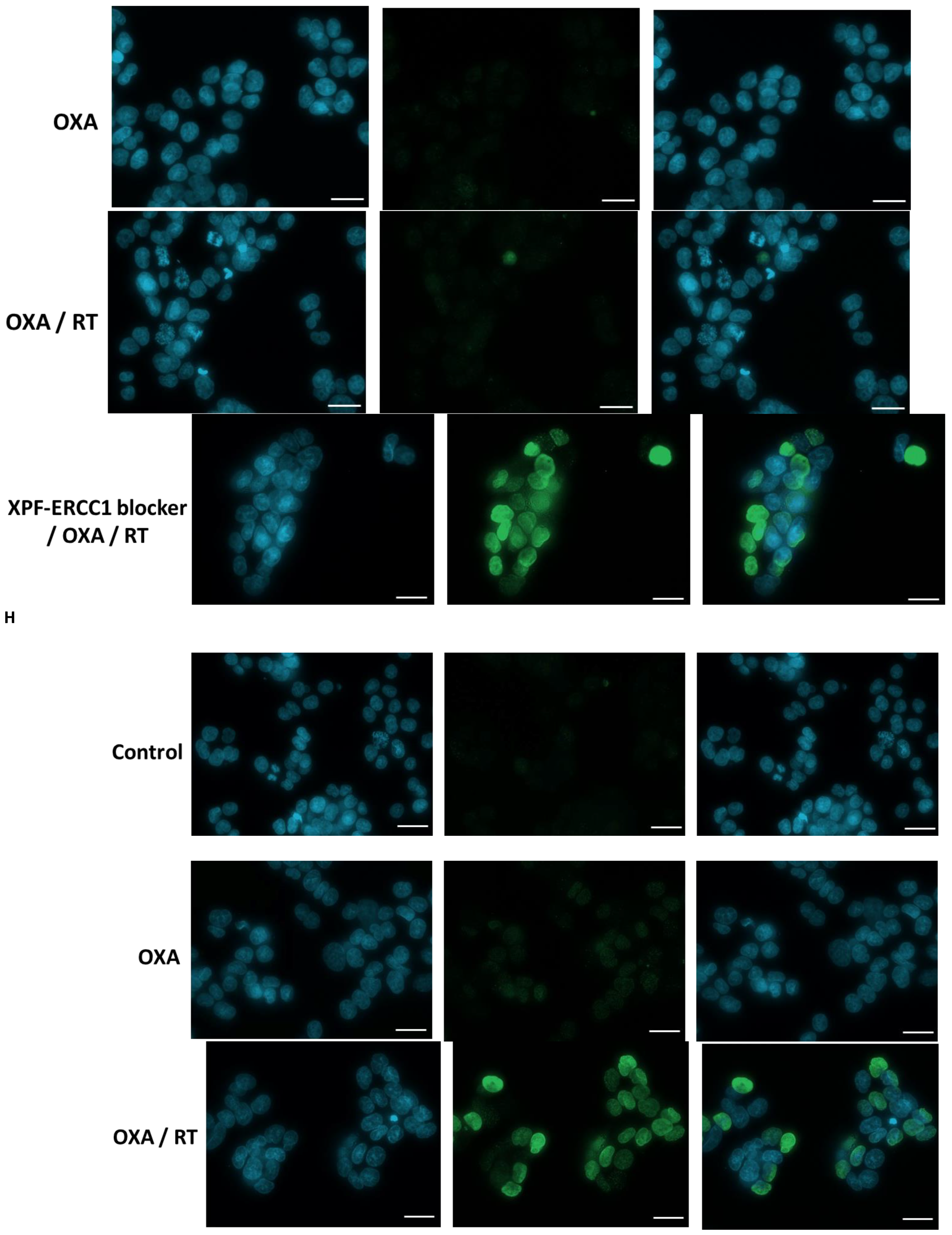 Cells 12 01475 g003c