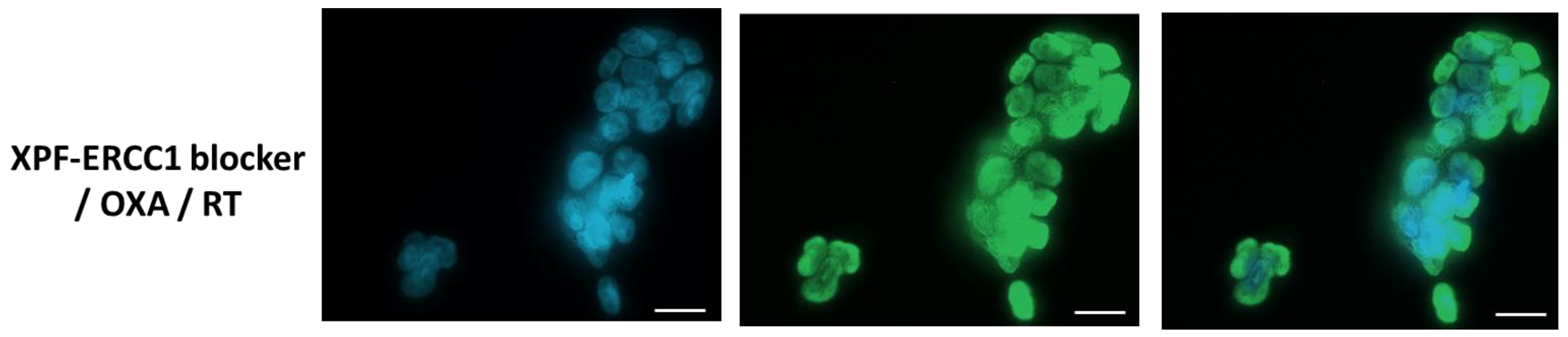 Cells 12 01475 g003d